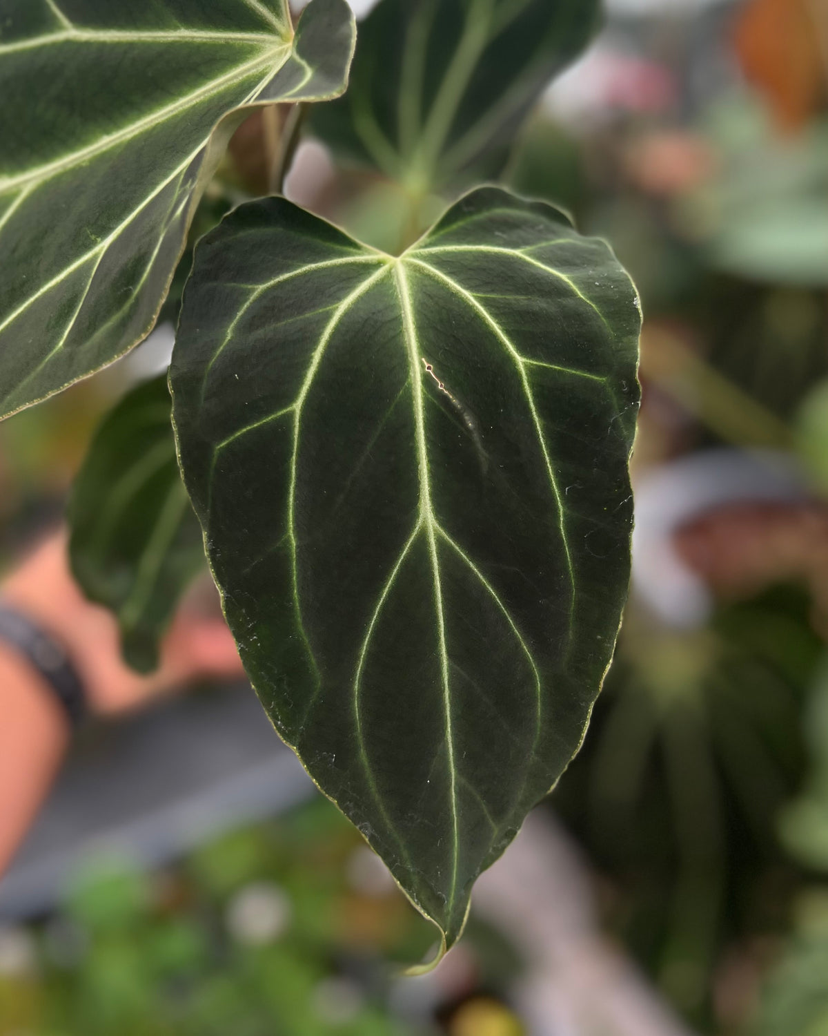 Anthurium besseae aff Wide Sinus x Odin