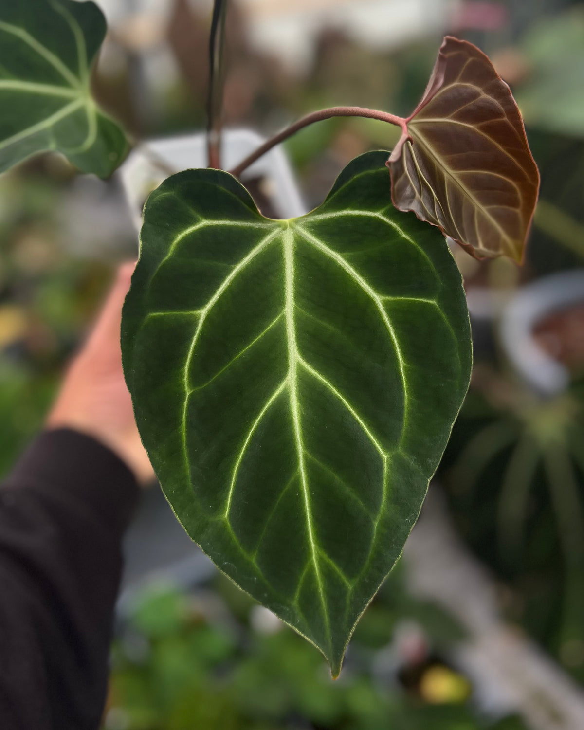 Anthurium besseae aff Wide Sinus x Odin