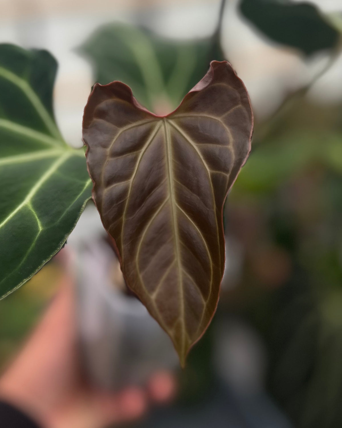 Anthurium besseae aff Wide Sinus x Odin