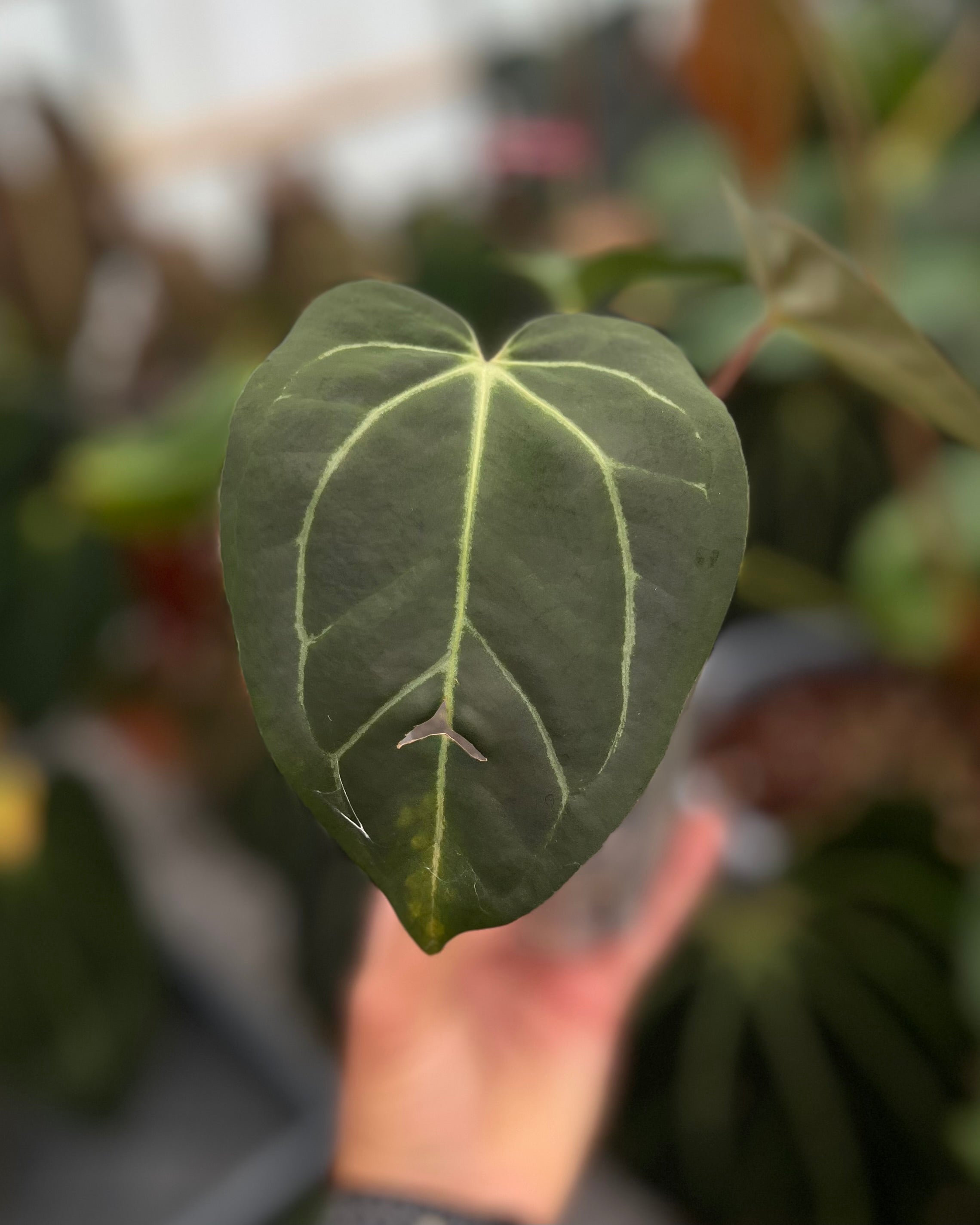 Anthurium (Black Widow x Michelle) x carlablackiae OG5
