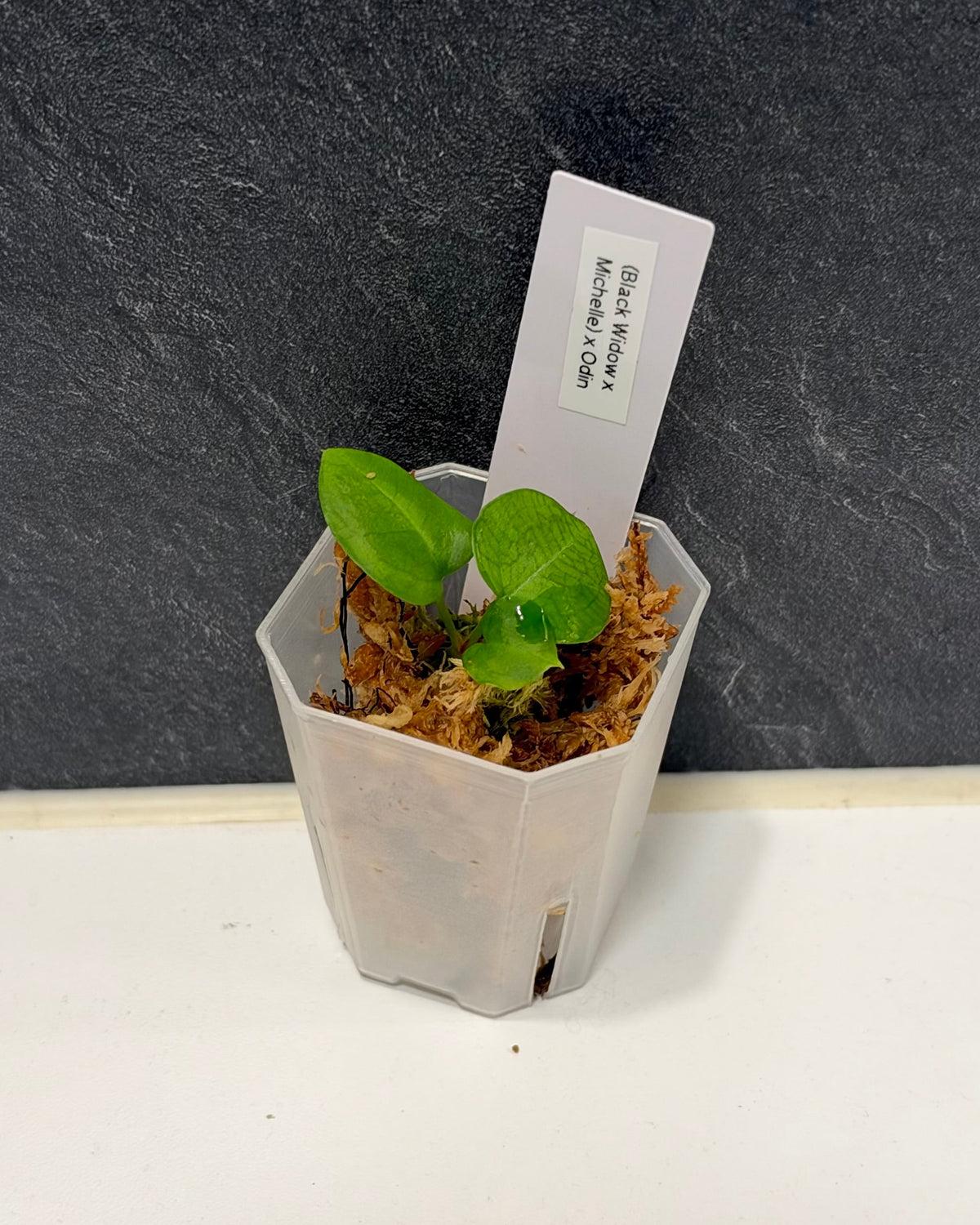 (Black Widow x Michelle) x Odin Seedling