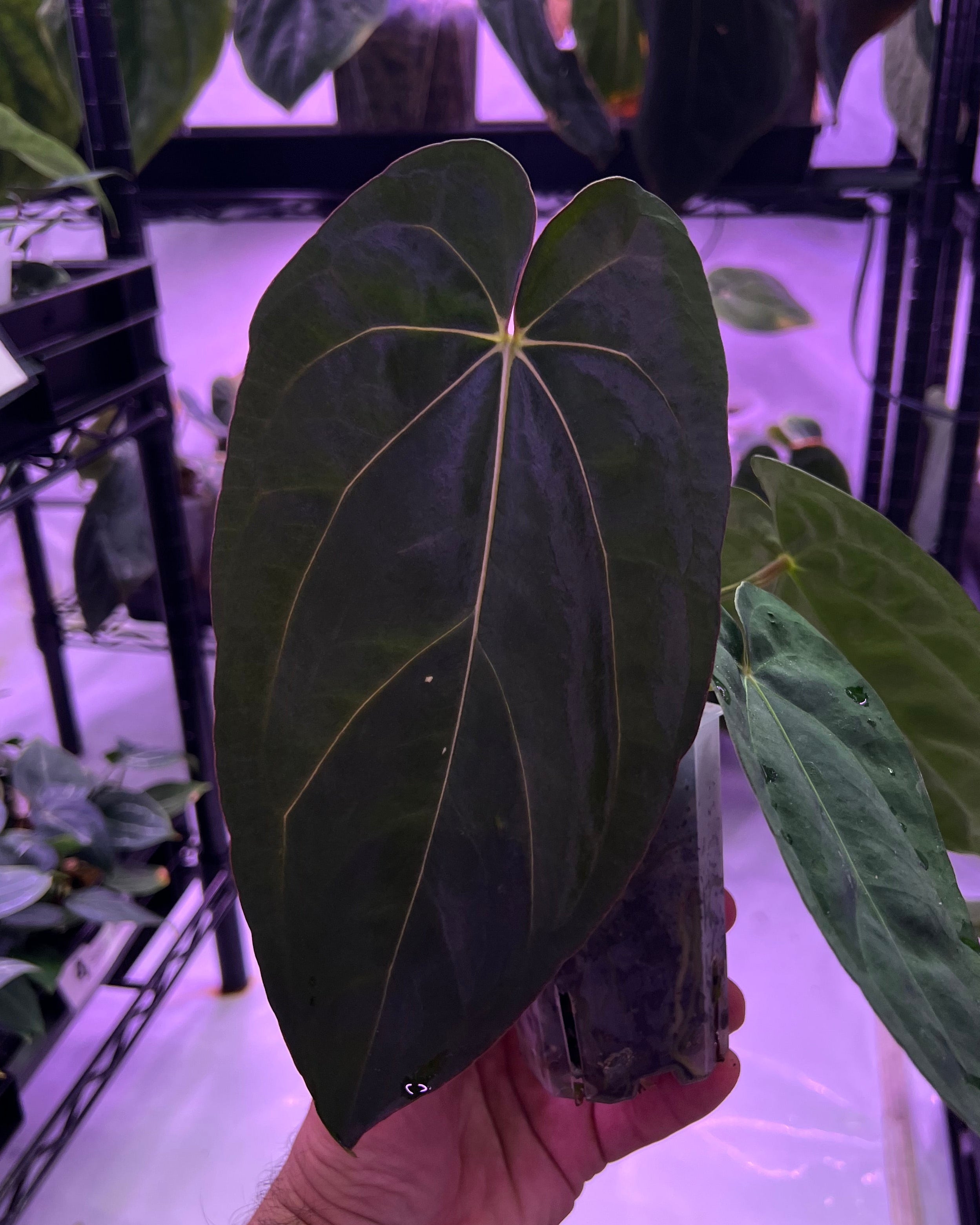 Anthurium dressleri NSE x carlablackiae RA8