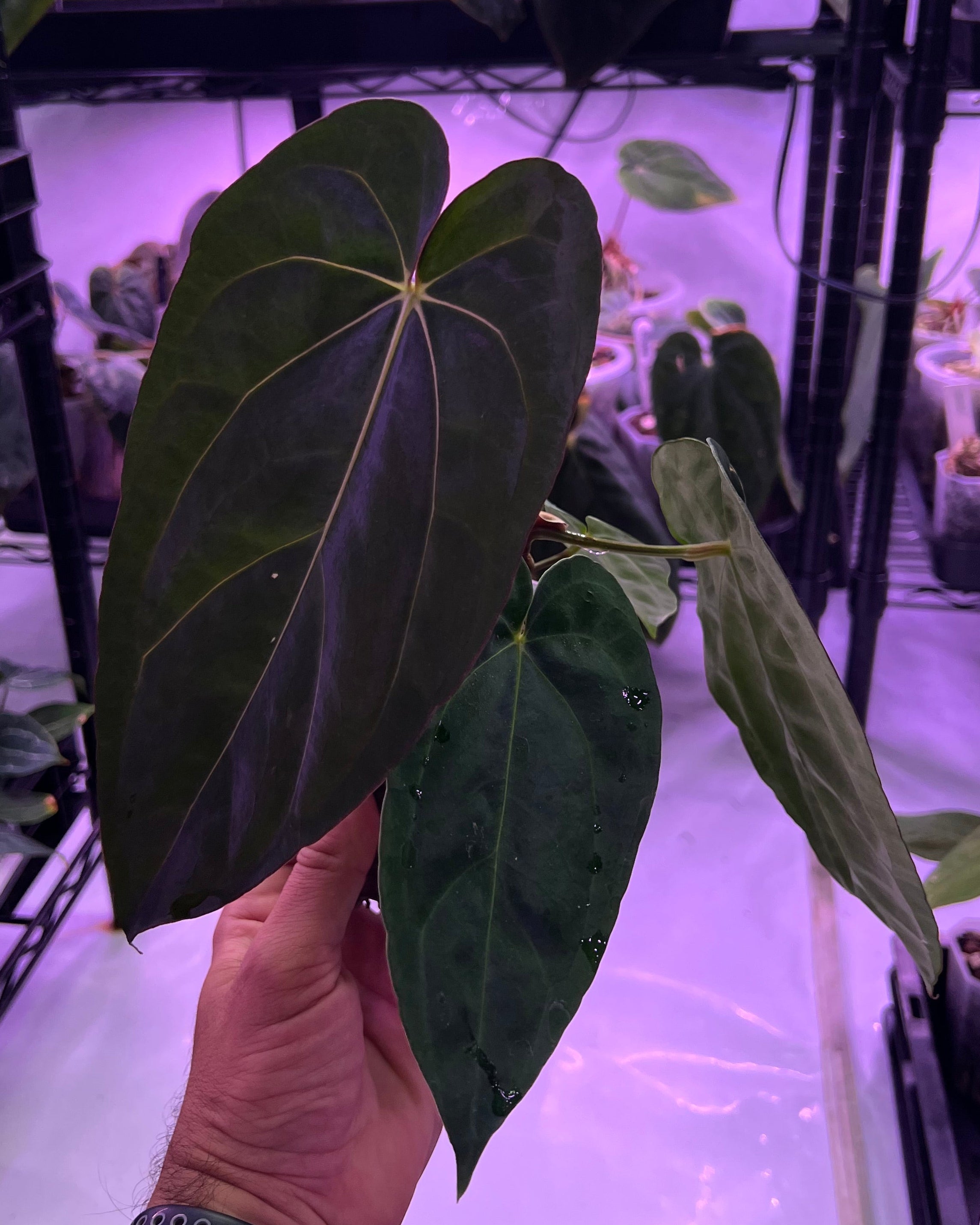 Anthurium dressleri NSE x carlablackiae RA8