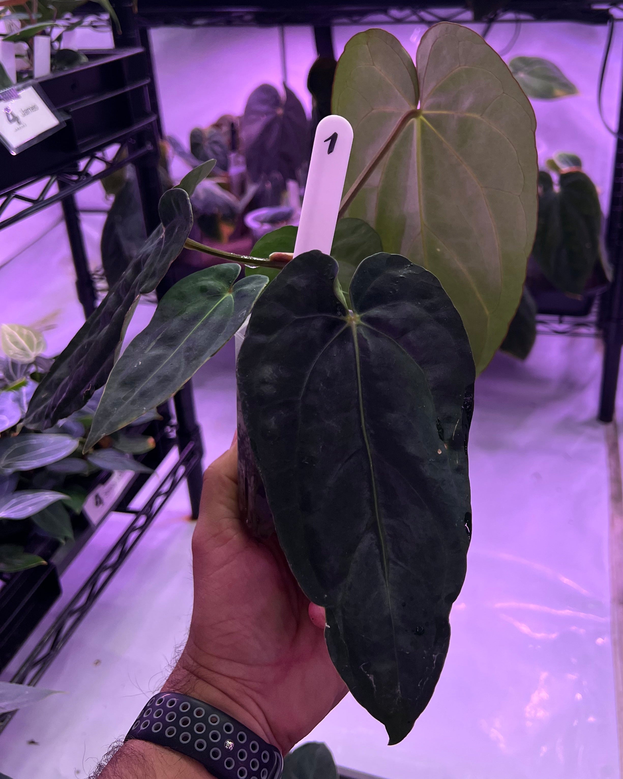 Anthurium dressleri NSE x carlablackiae RA8