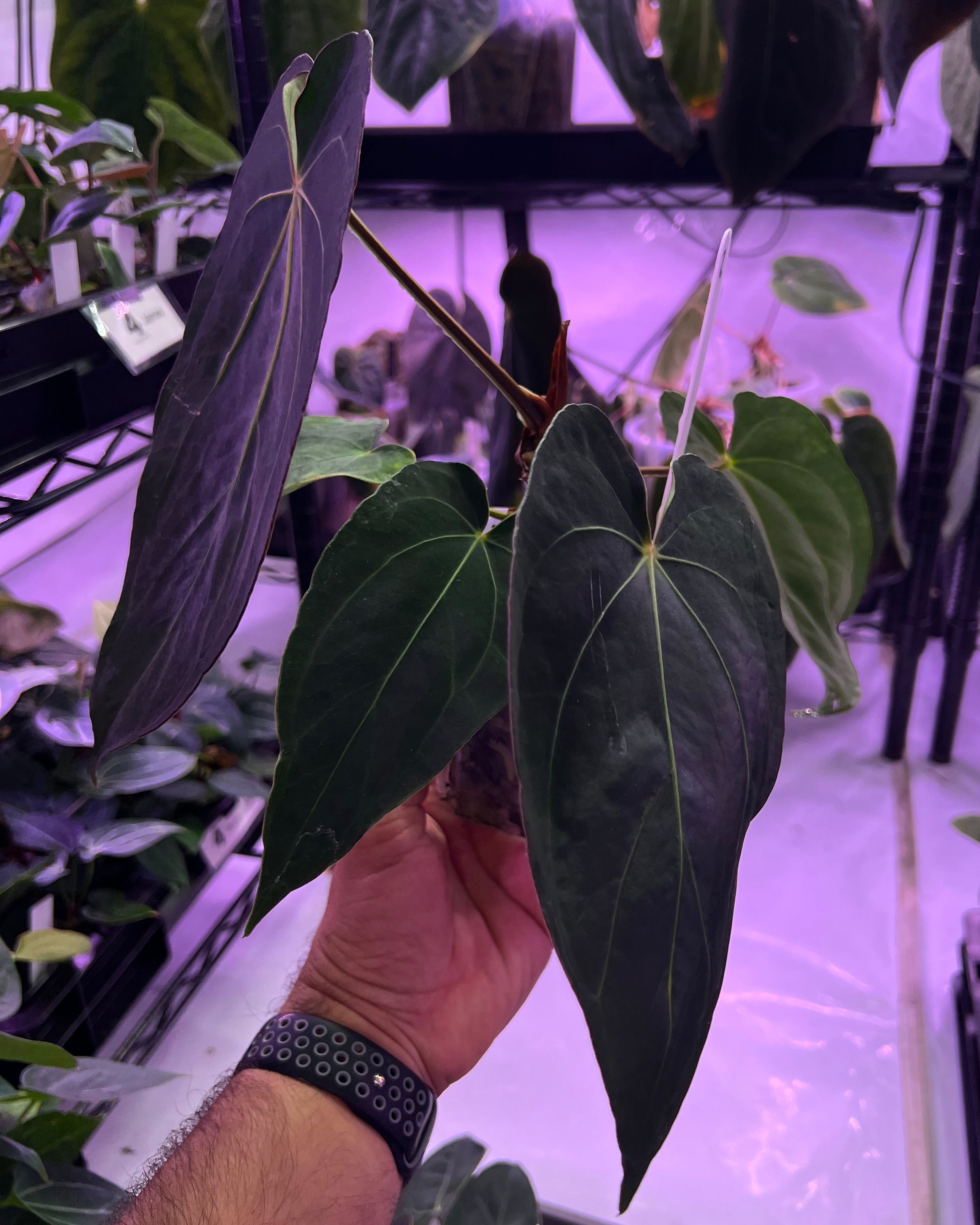 Anthurium dressleri NSE x carlablackiae RA8