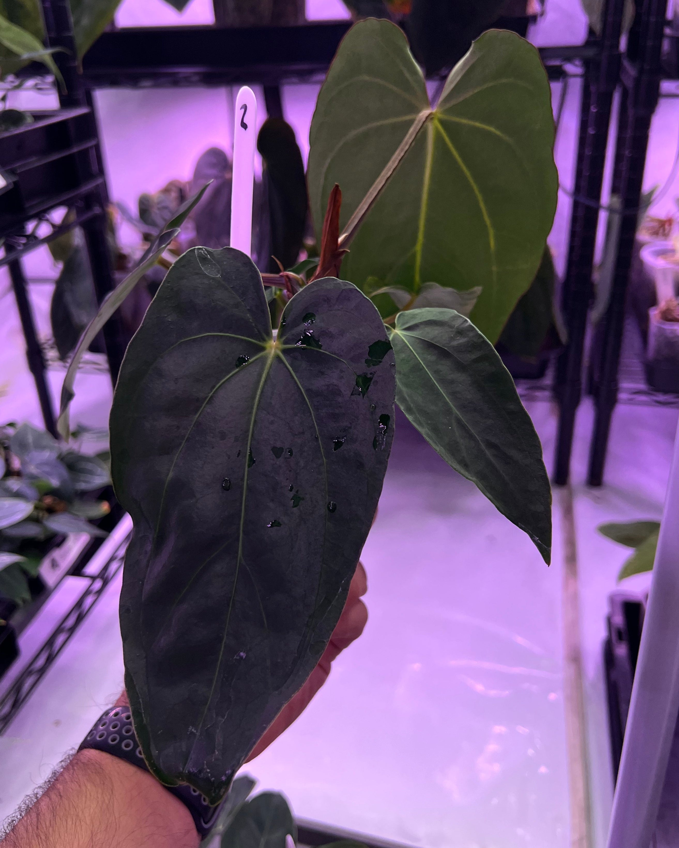 Anthurium dressleri NSE x carlablackiae RA8