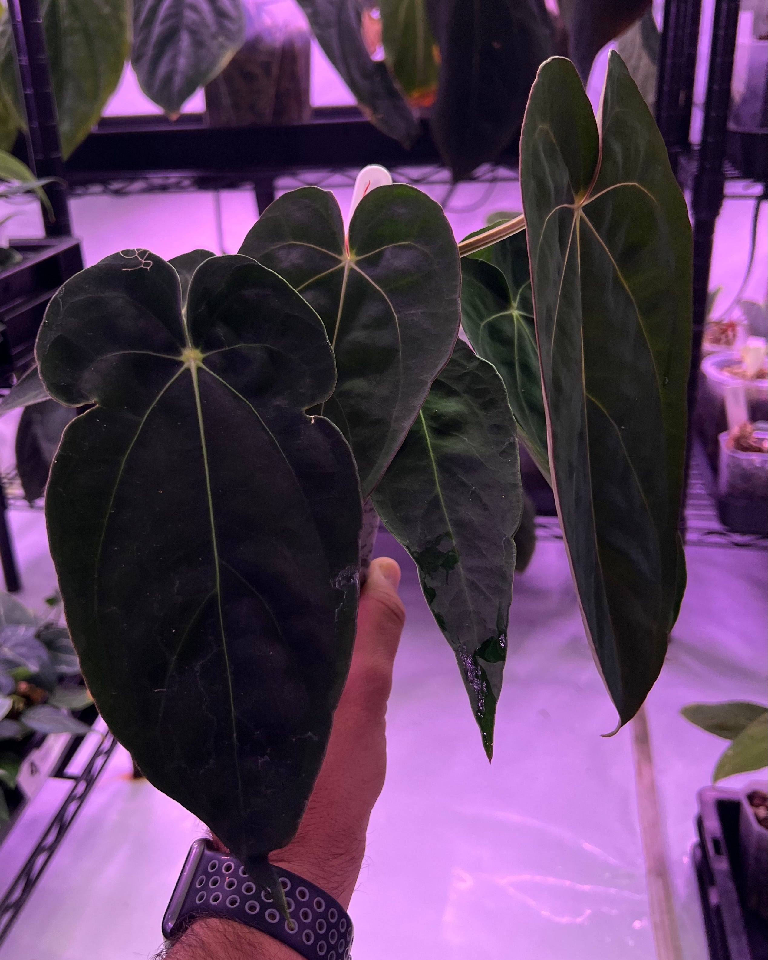 Anthurium dressleri NSE x carlablackiae RA8 (two plants in one pot?)