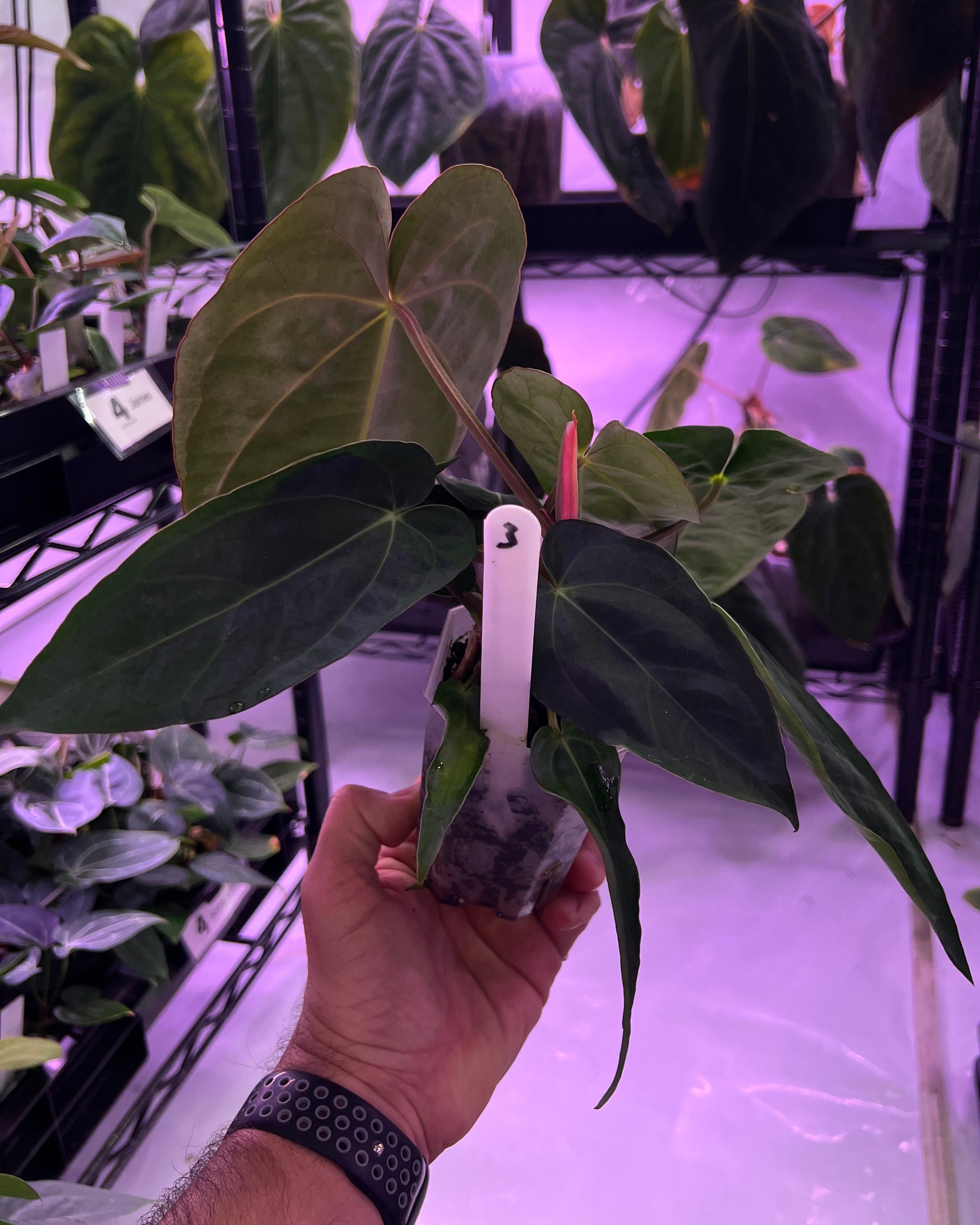 Anthurium dressleri NSE x carlablackiae RA8 (two plants in one pot?)