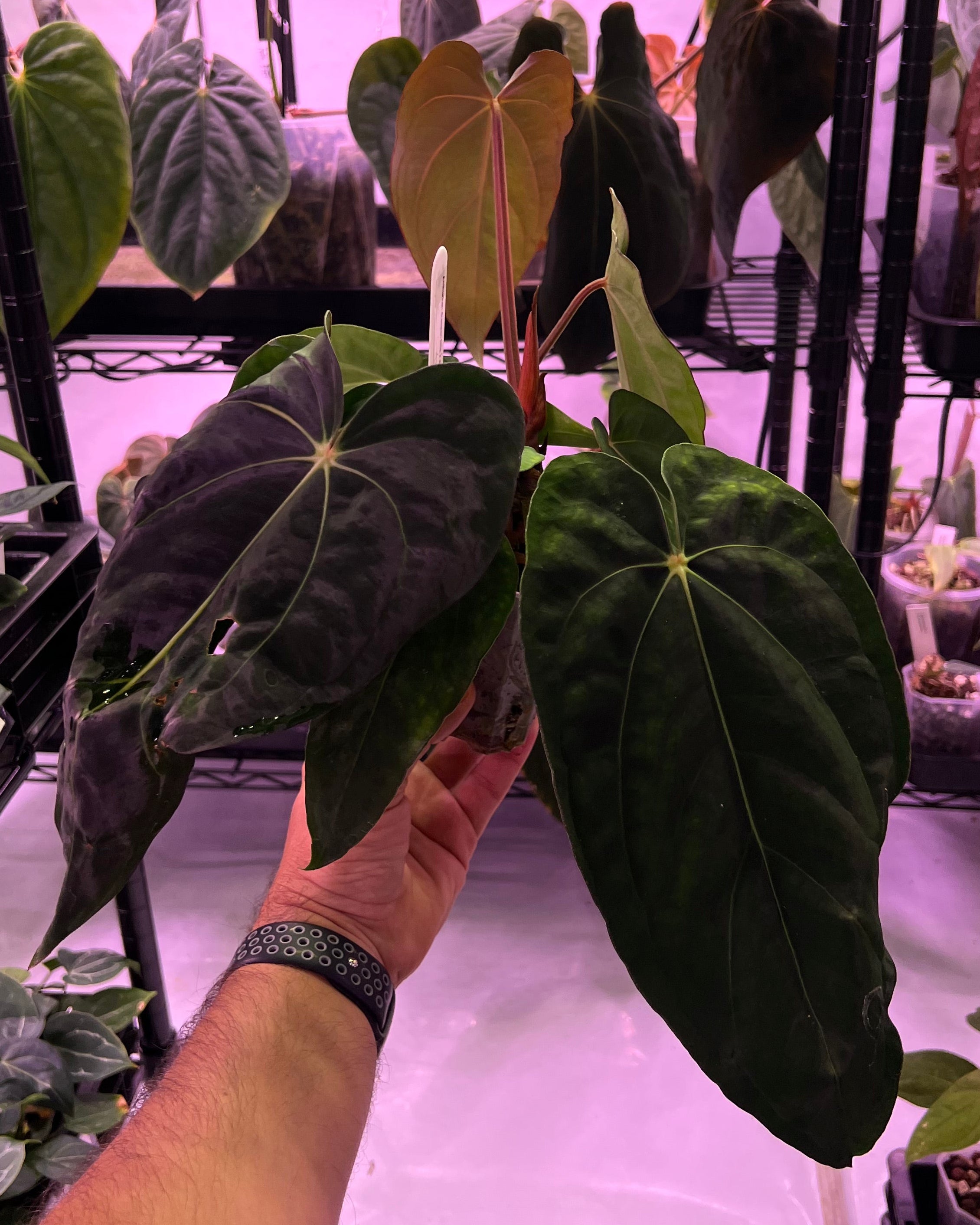 Anthurium dressleri NSE x carlablackiae RA8 (two plants in one pot?)