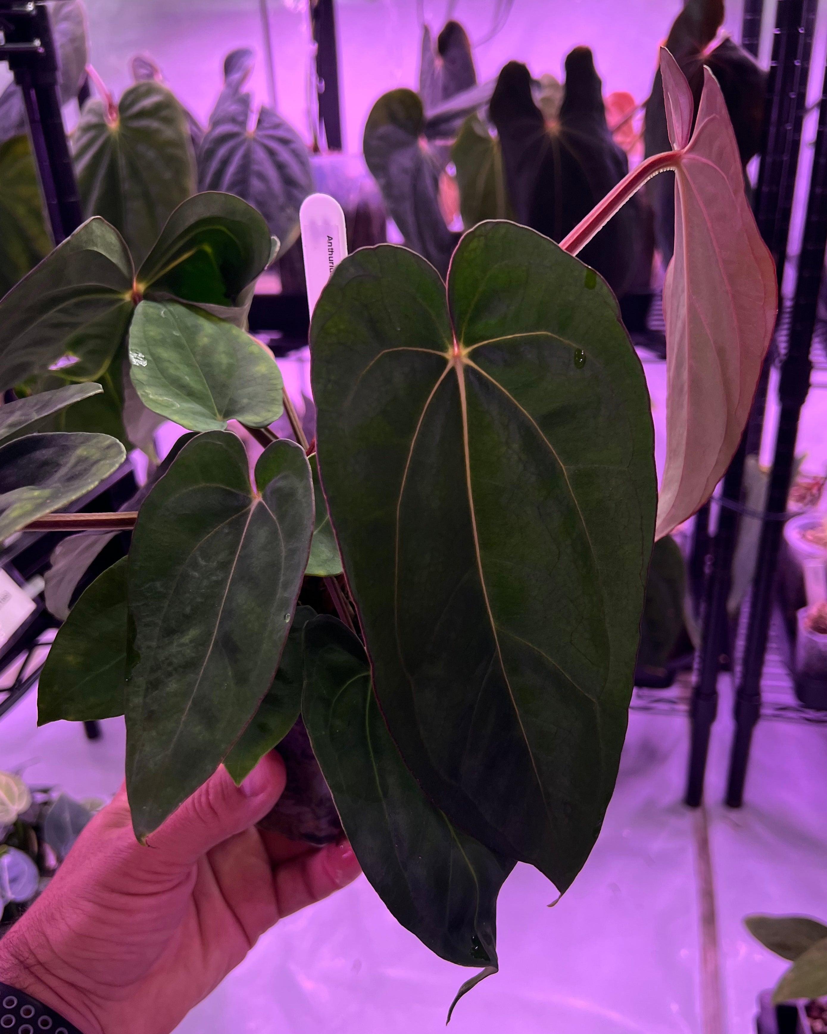 Anthurium dressleri NSE x carlablackiae RA8 (two plants in one pot?)
