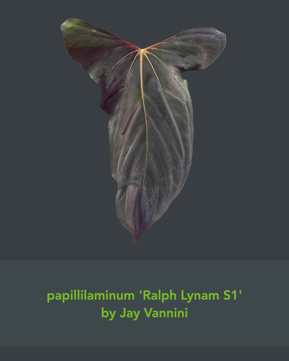 Anthurium sp. nov DF x papillilaminum Ralph Lynam S1