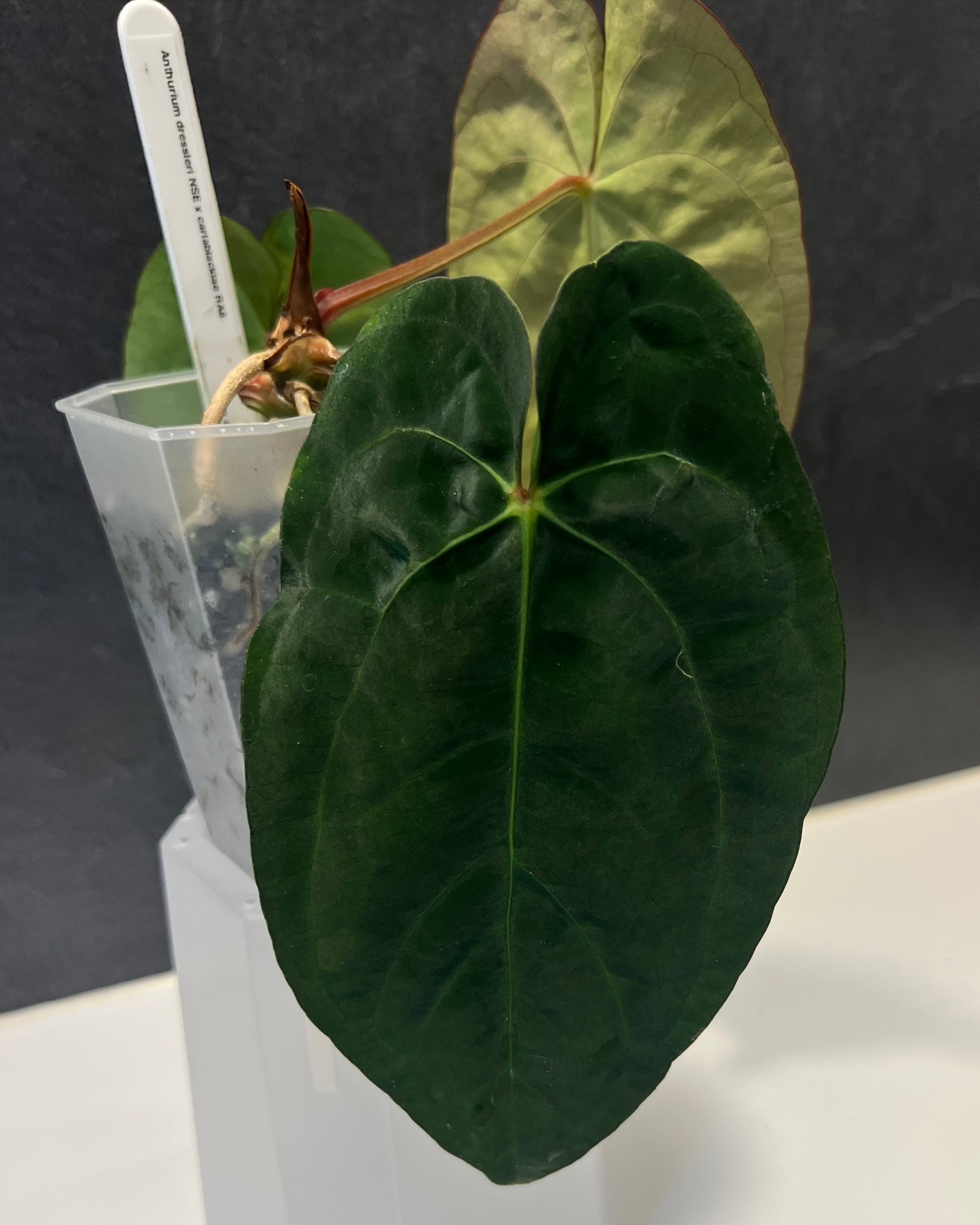 Anthurium dressleri NSE x carlablackiae RA8