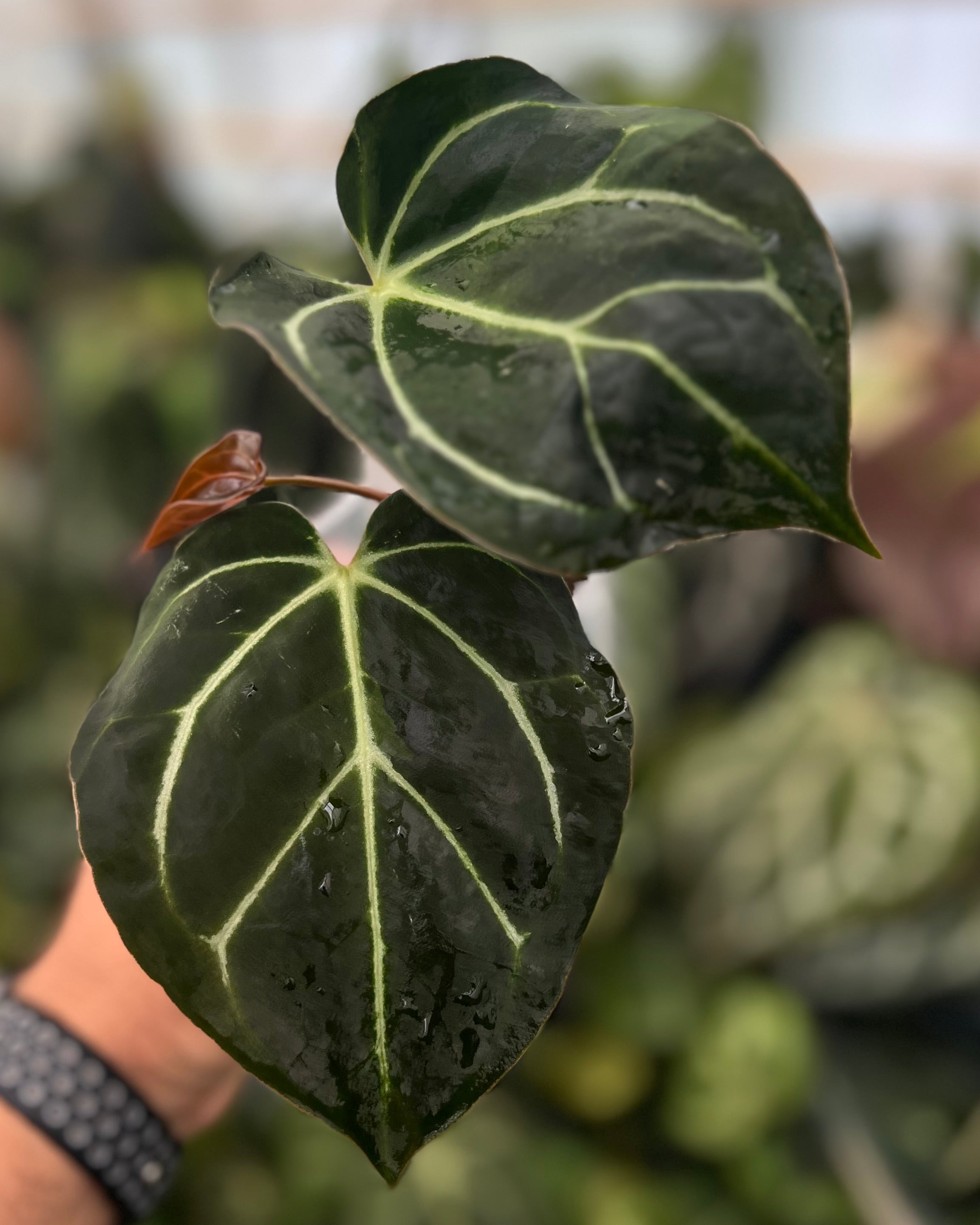 Anthurium carlablackiae District x Odin