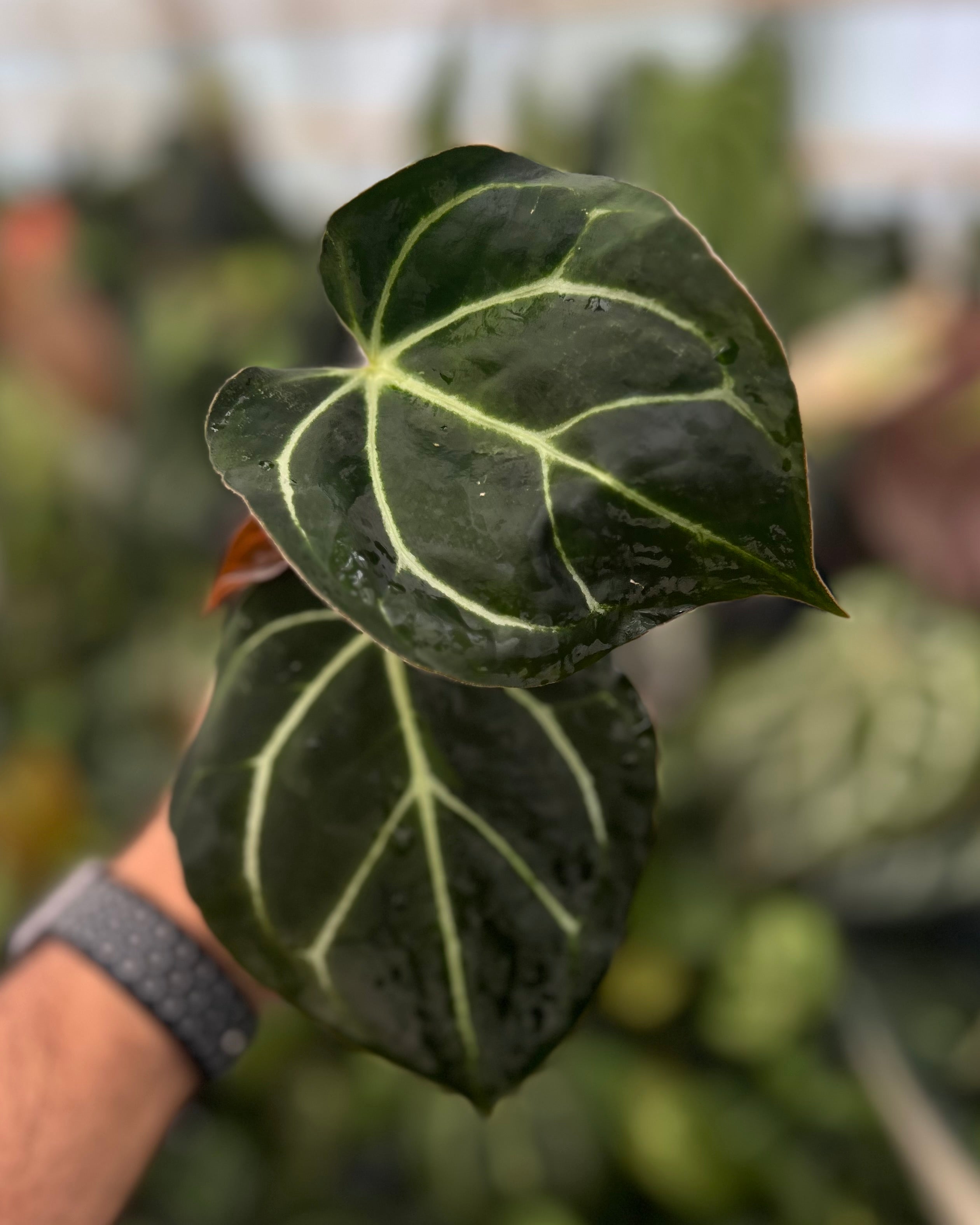 Anthurium carlablackiae District x Odin