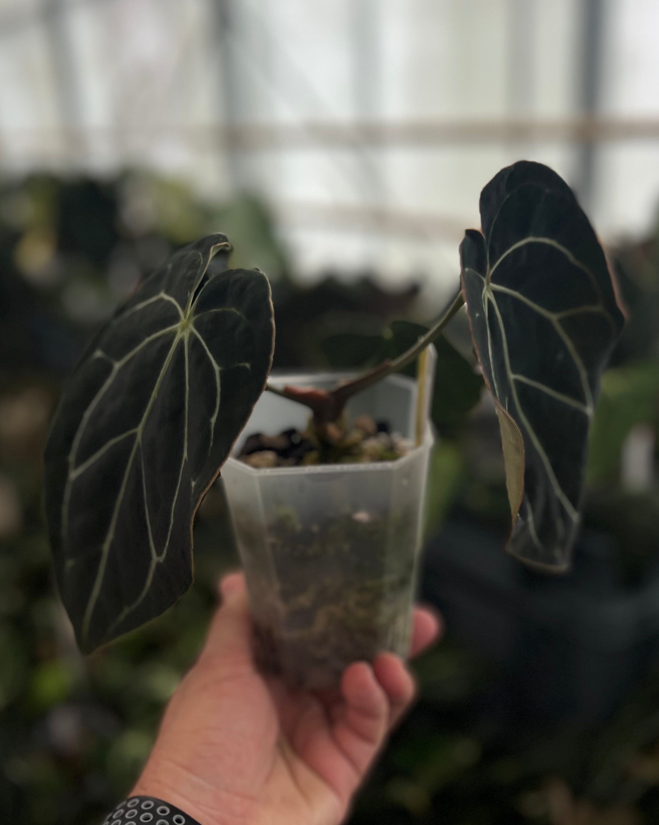 Anthurium carlablackiae District x Odin