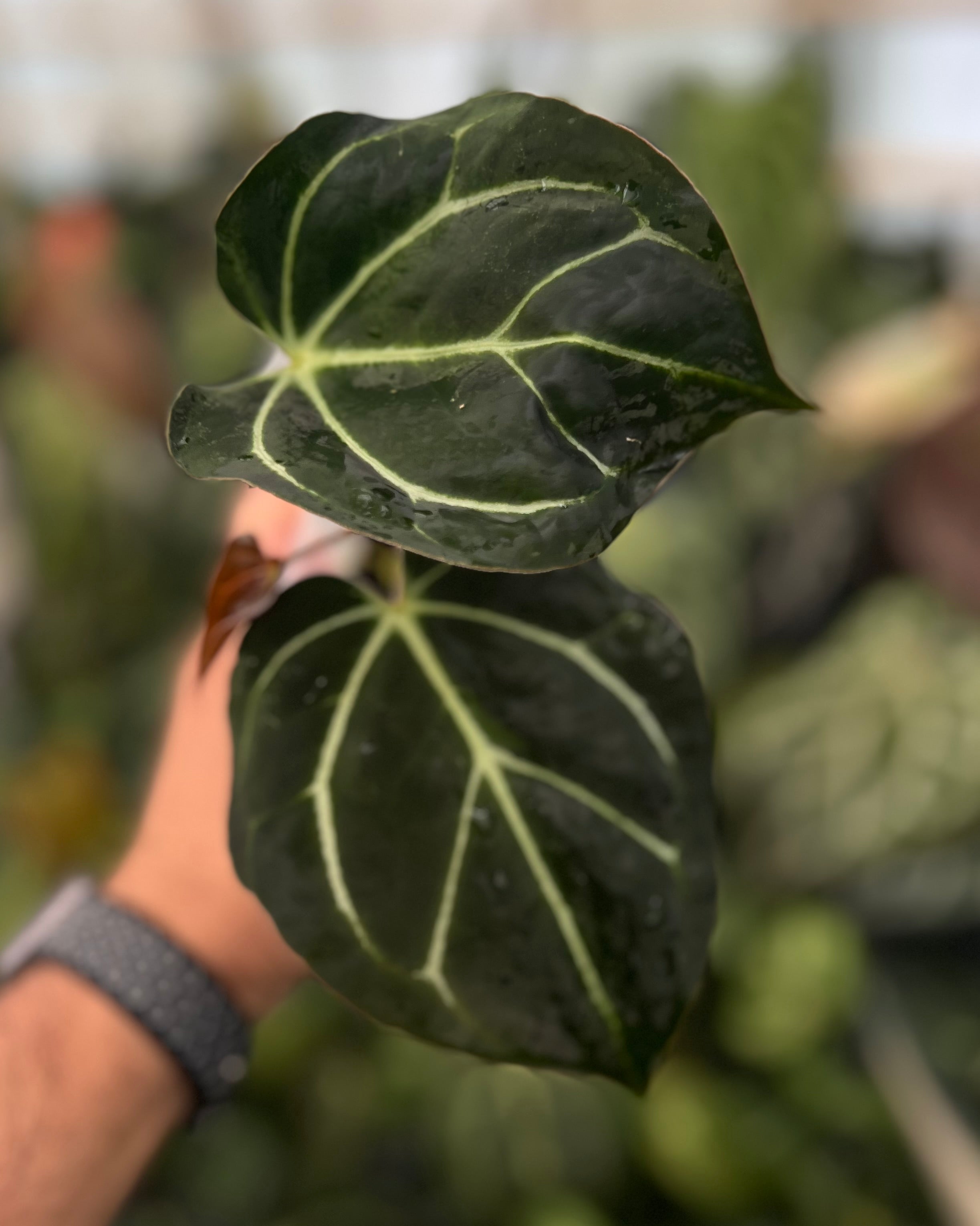 Anthurium carlablackiae District x Odin