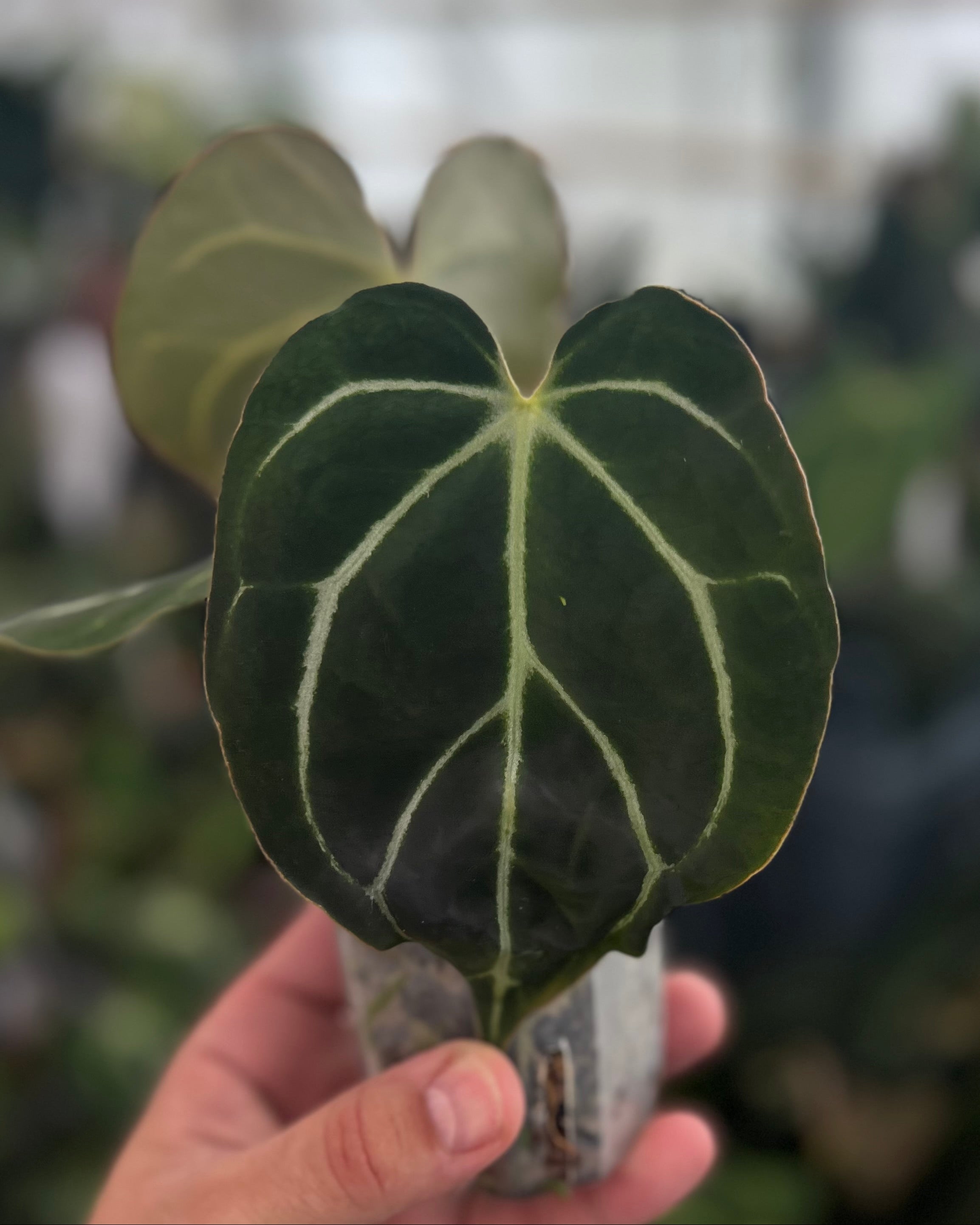 Anthurium carlablackiae District x Odin