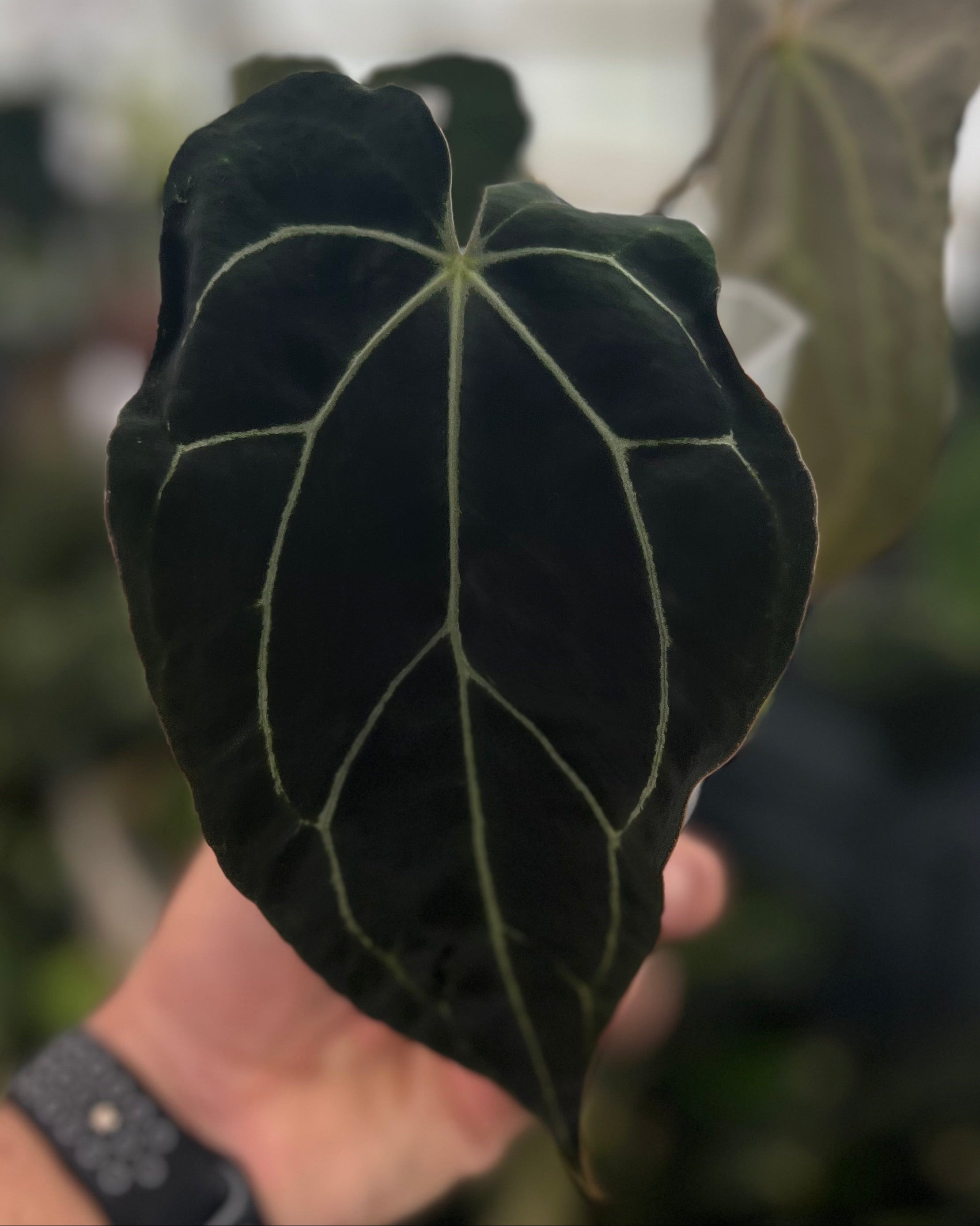 Anthurium carlablackiae District x Odin