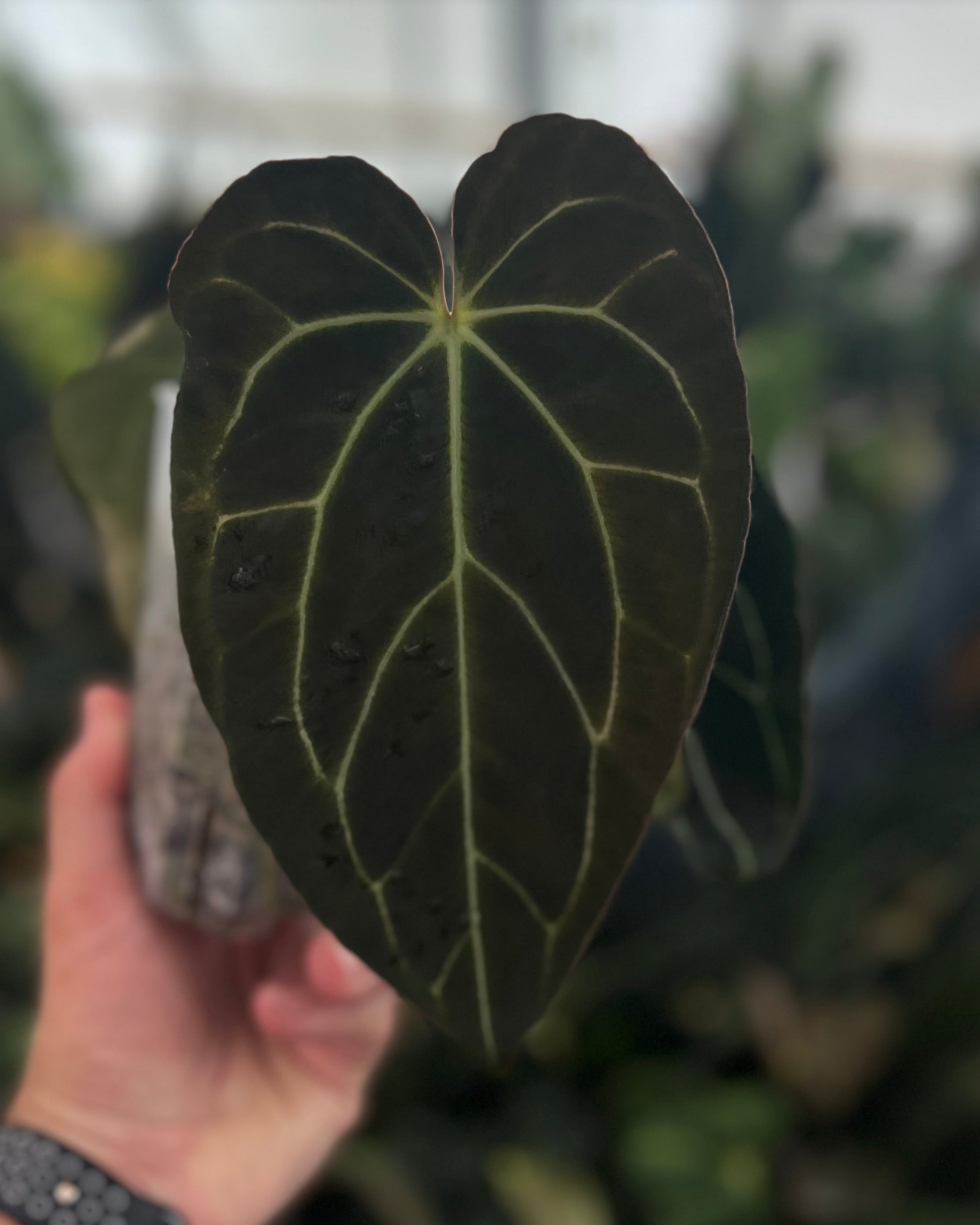 Anthurium carlablackiae District x Odin