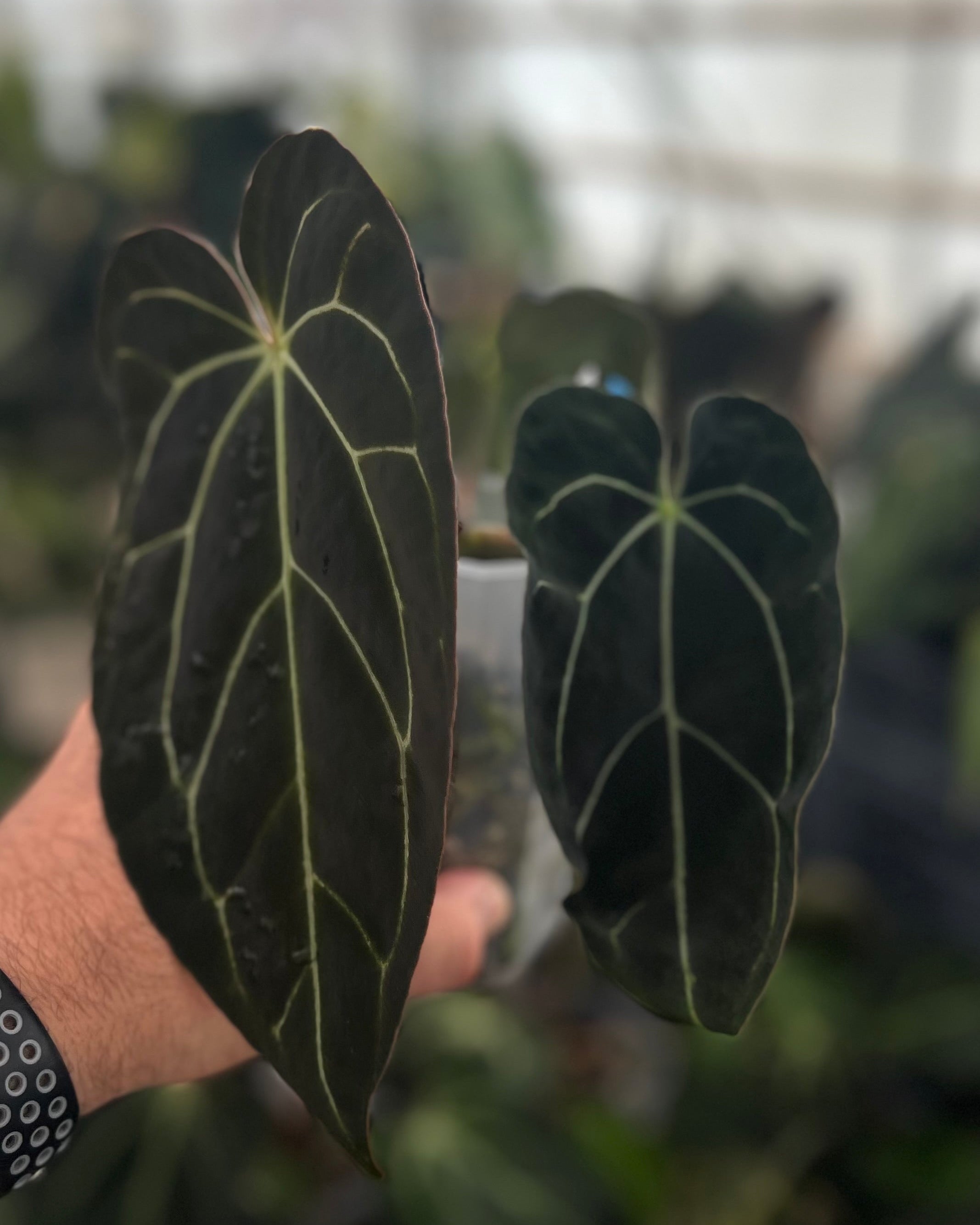 Anthurium carlablackiae District x Odin