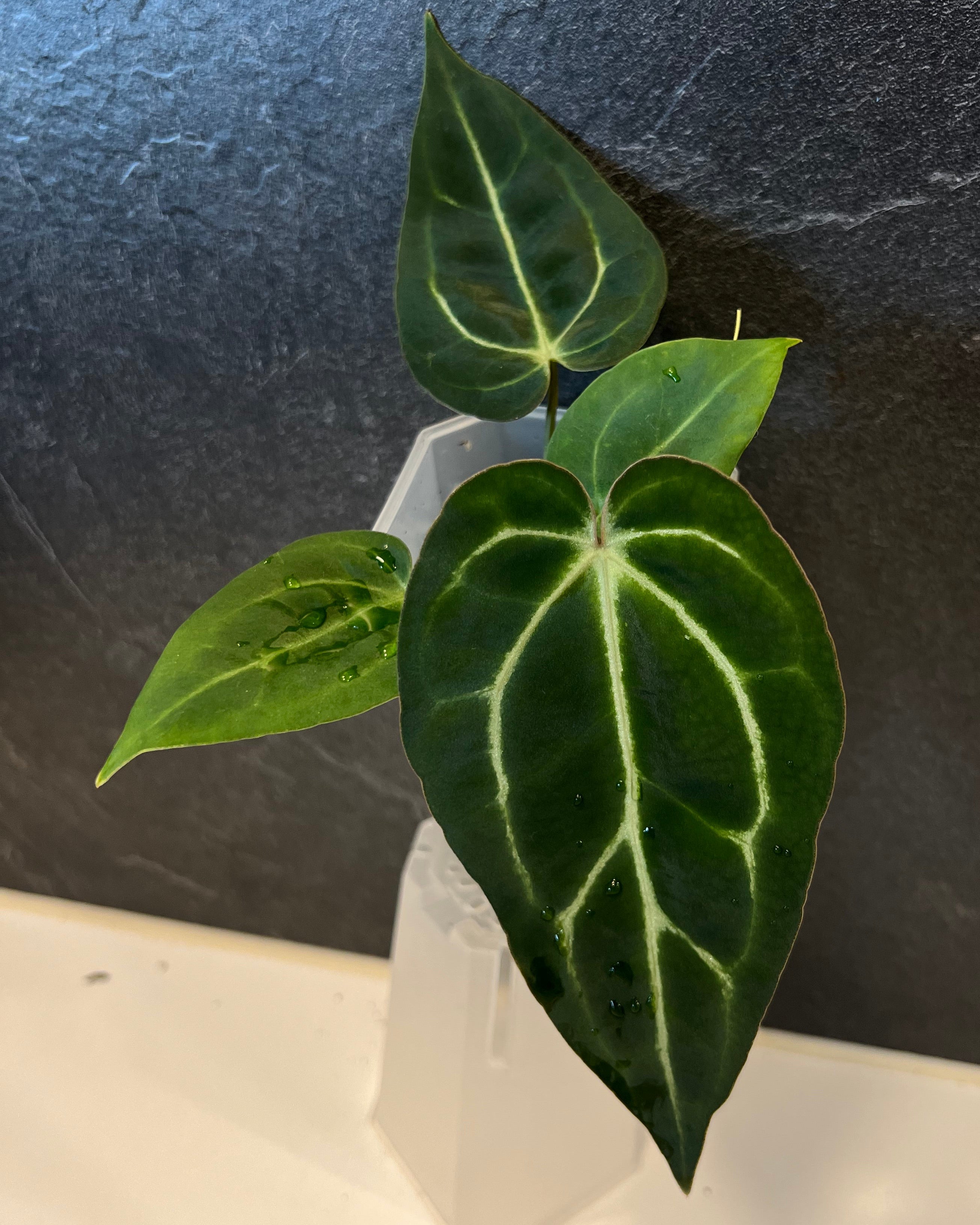 Anthurium carlablackiae District x Stripey