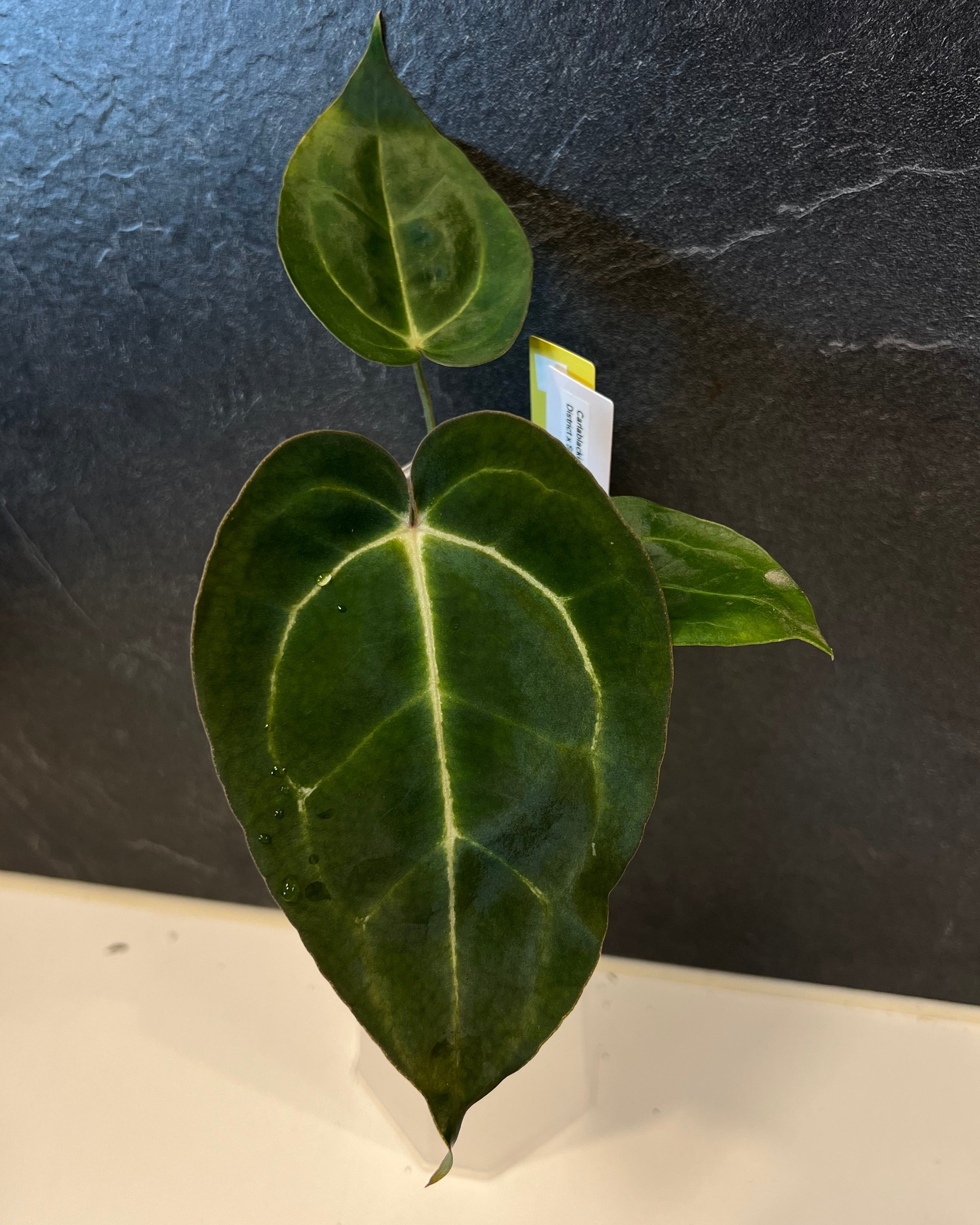 Anthurium carlablackiae District x Stripey