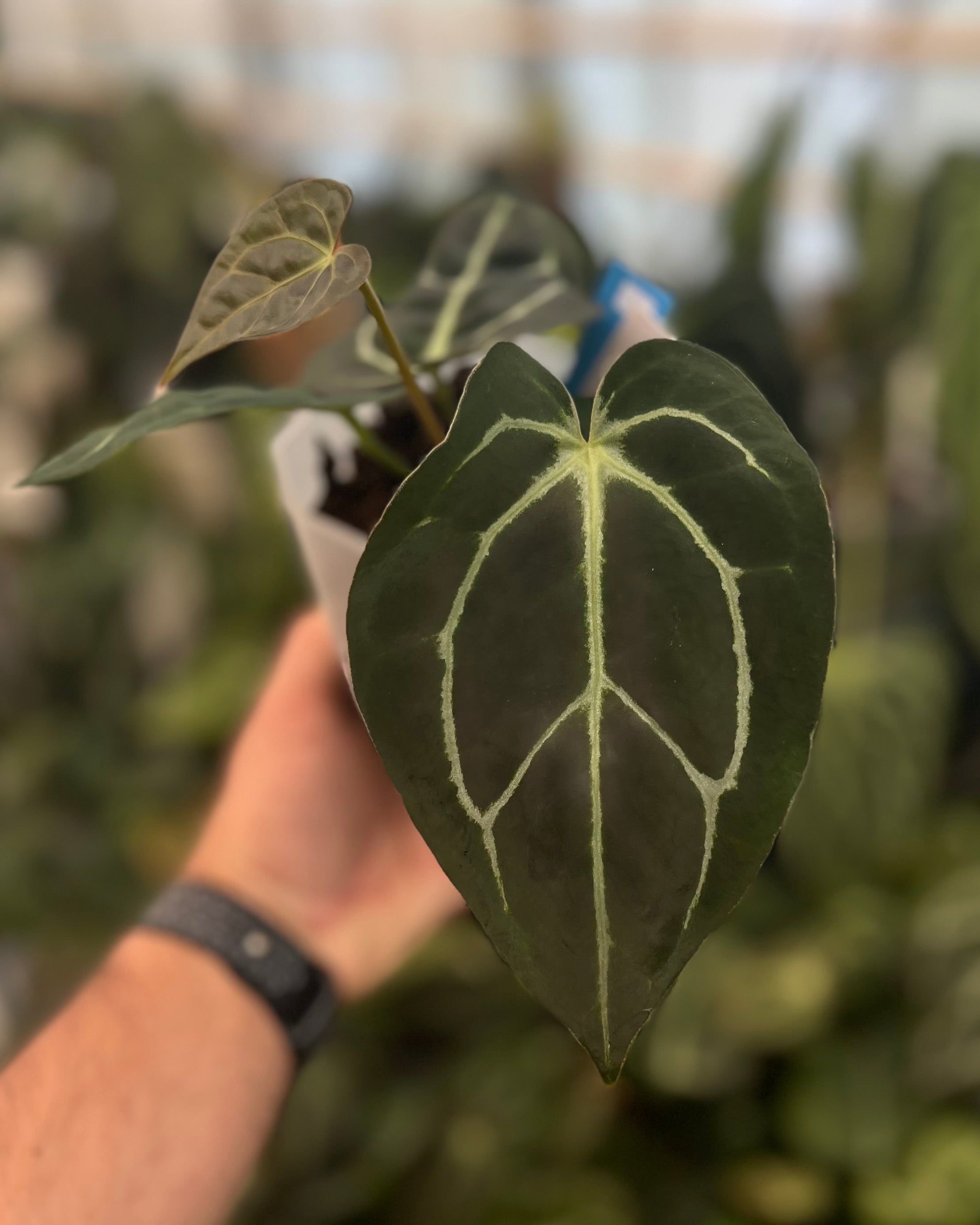 Anthurium carlablackiae District x Stripey
