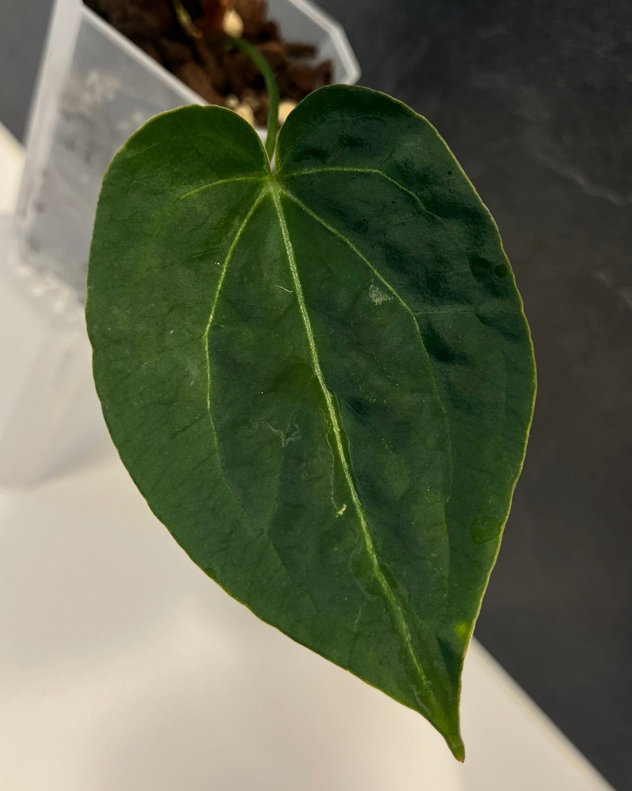 Anthurium Stripey x Odin