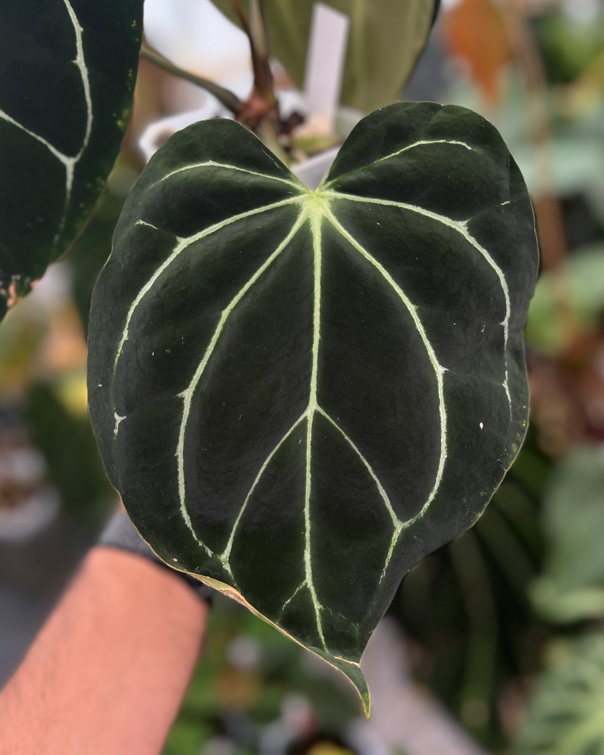 Anthurium carlablackiae District x Odin