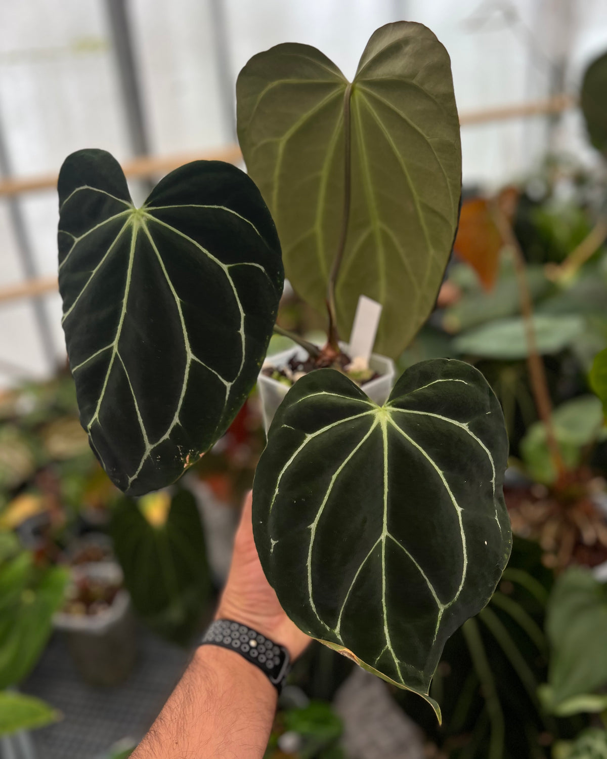 Anthurium carlablackiae District x Odin
