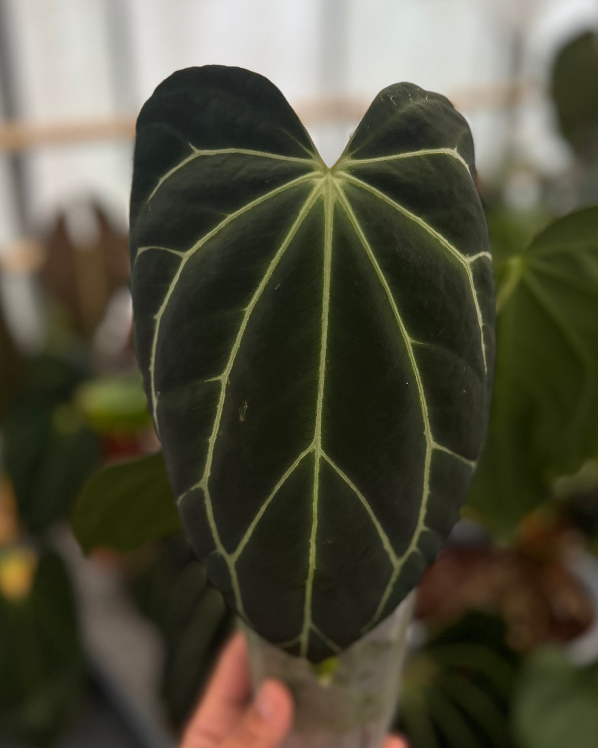 Anthurium carlablackiae District x Odin