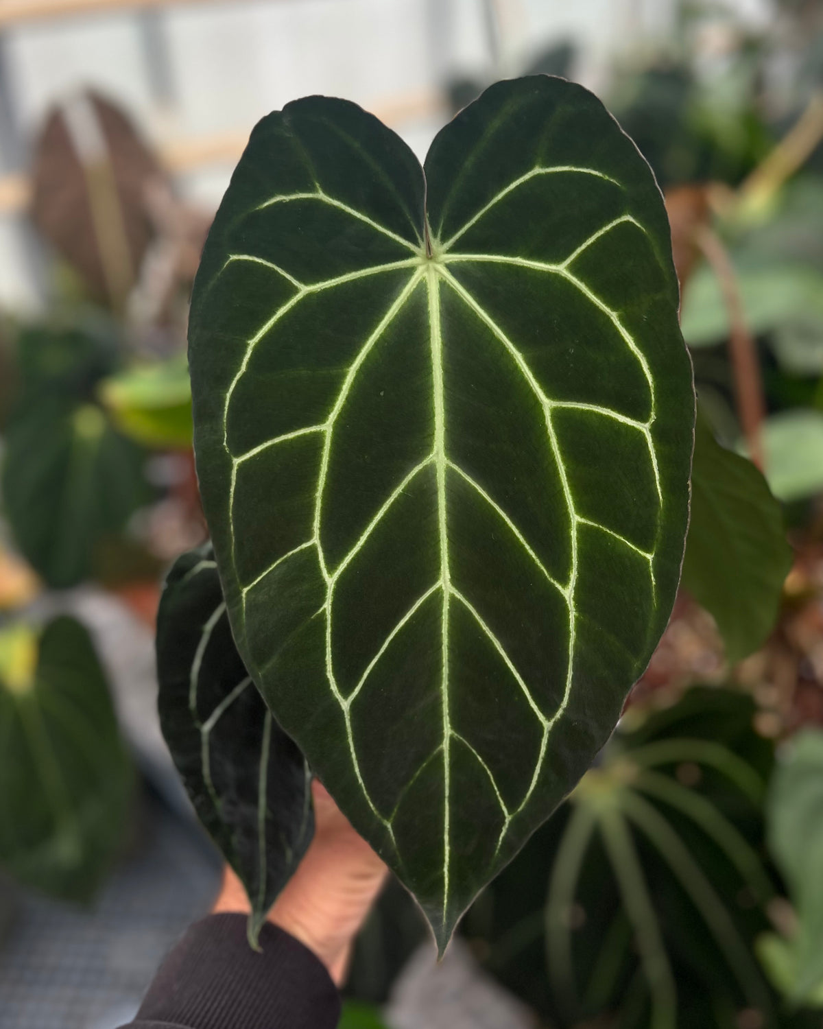 Anthurium carlablackiae District x Odin