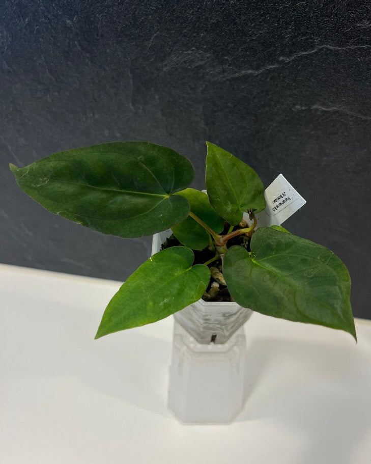 Anthurium Panamama 2.0