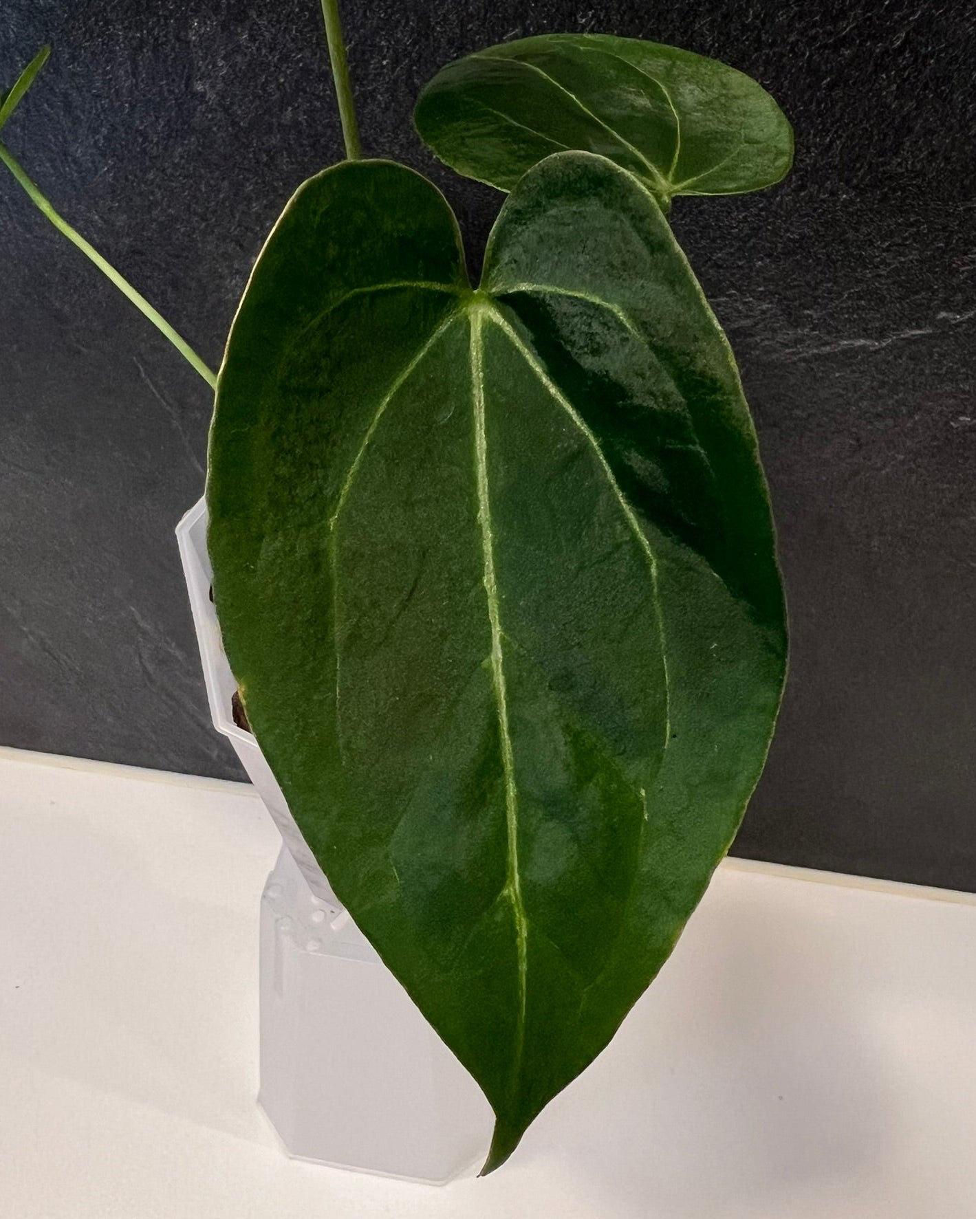 Anthurium Stripey x Odin