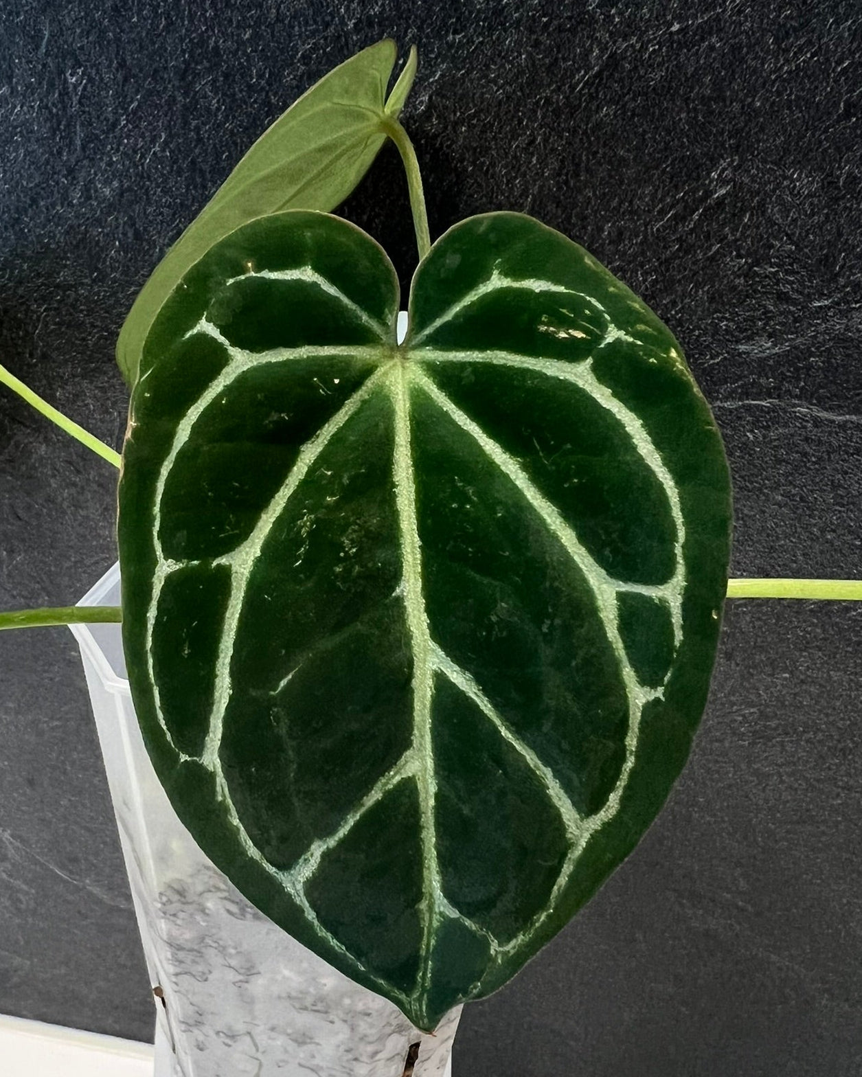 Anthurium Zara x Odin