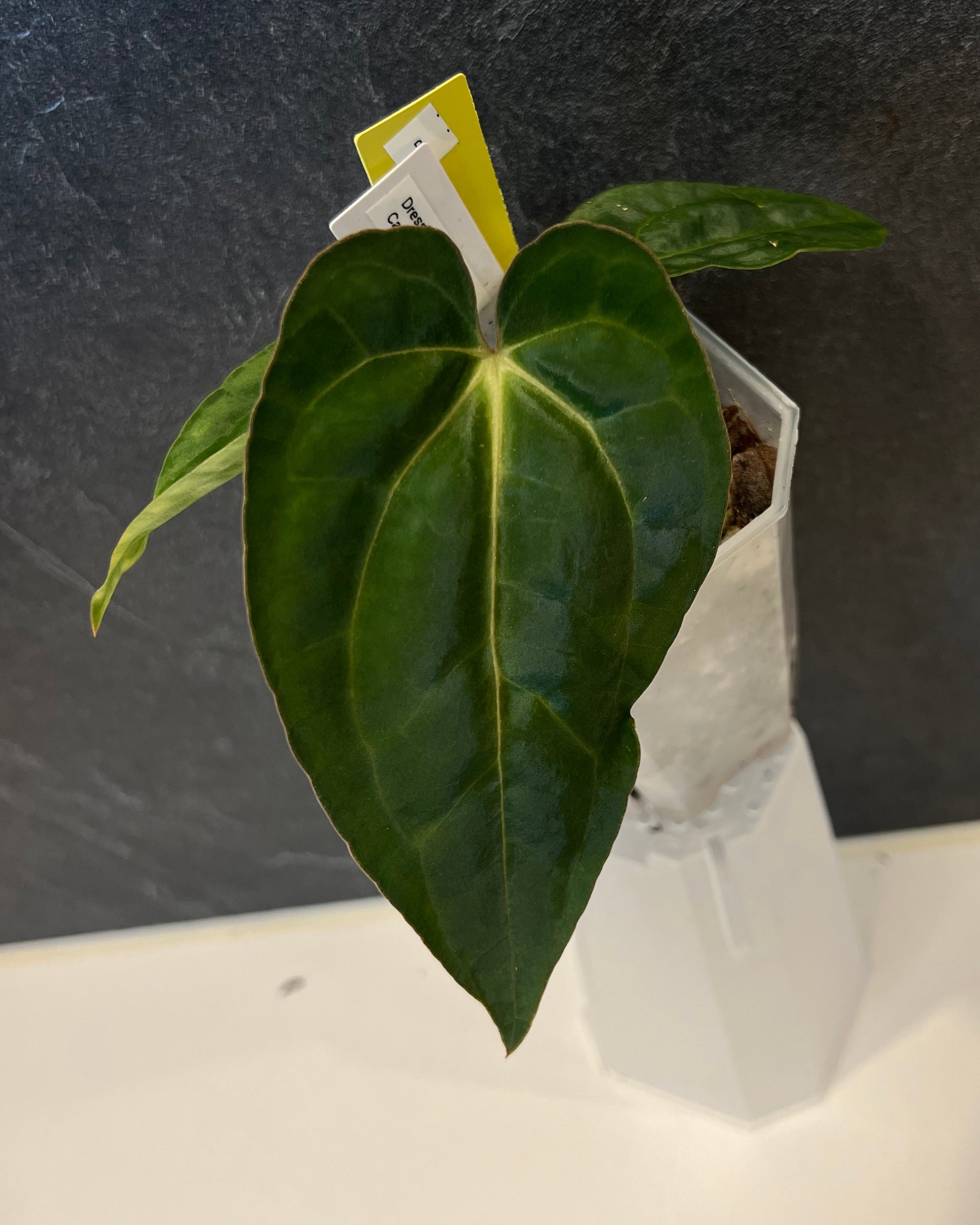 Anthurium dressleri PM1 x carlablackiae District