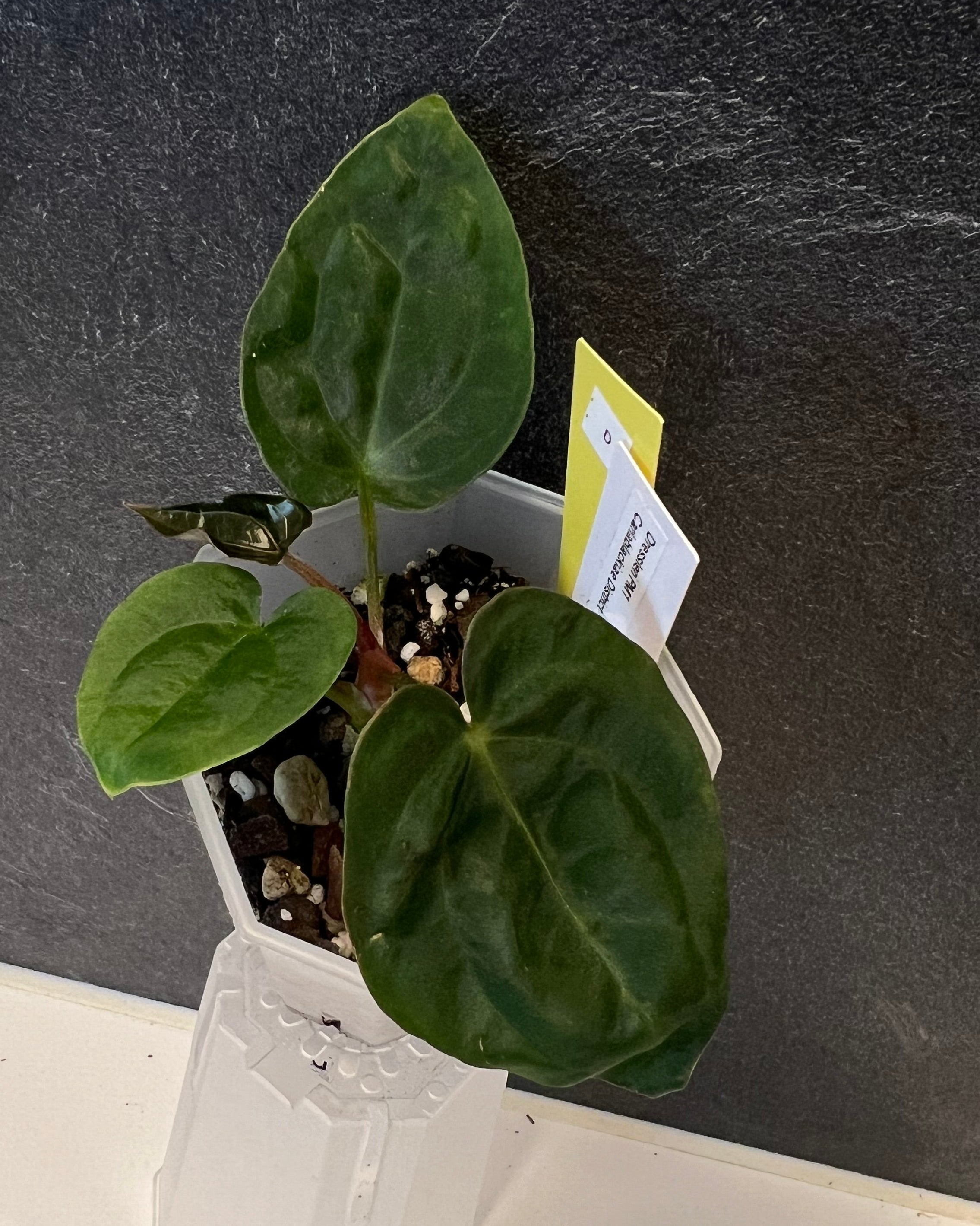 Anthurium dressleri PM1 x carlablackiae District