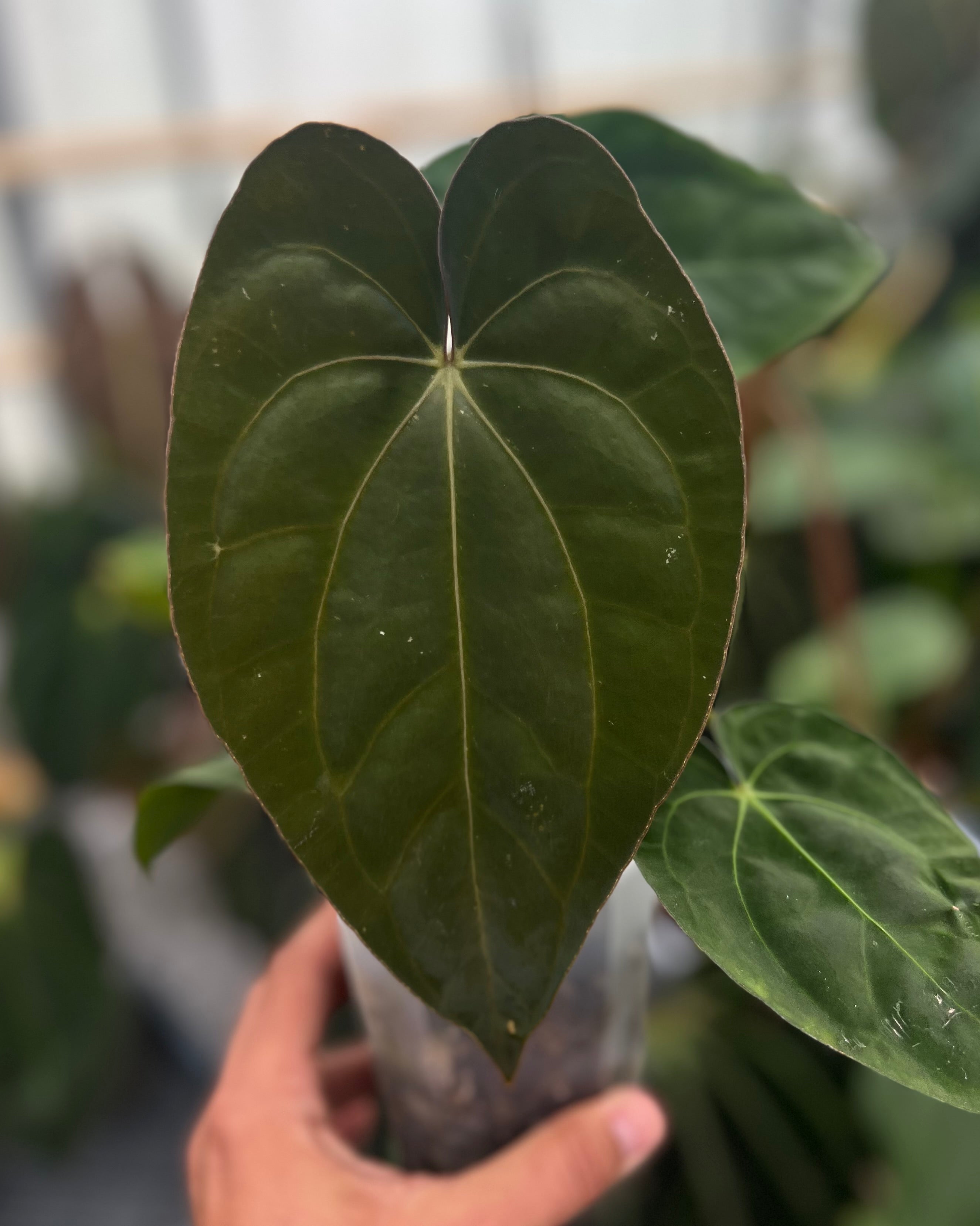 Anthurium dressleri PM1 x carlablackiae District