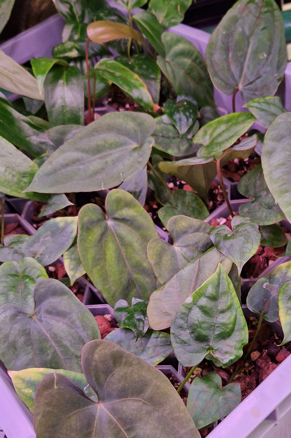 Anthurium dressleri T1 x papillilaminum Daniel