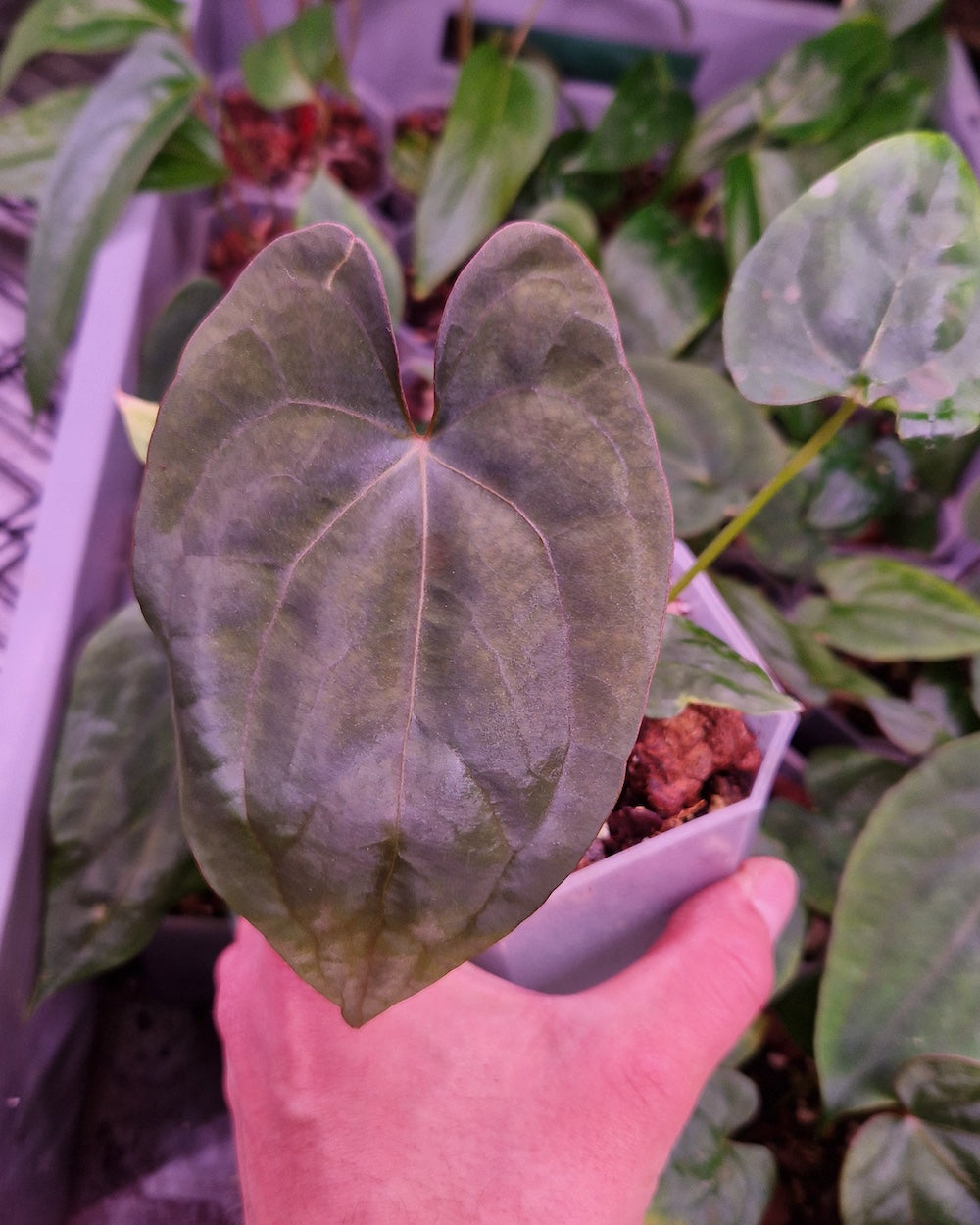 Anthurium dressleri T1 x papillilaminum Daniel