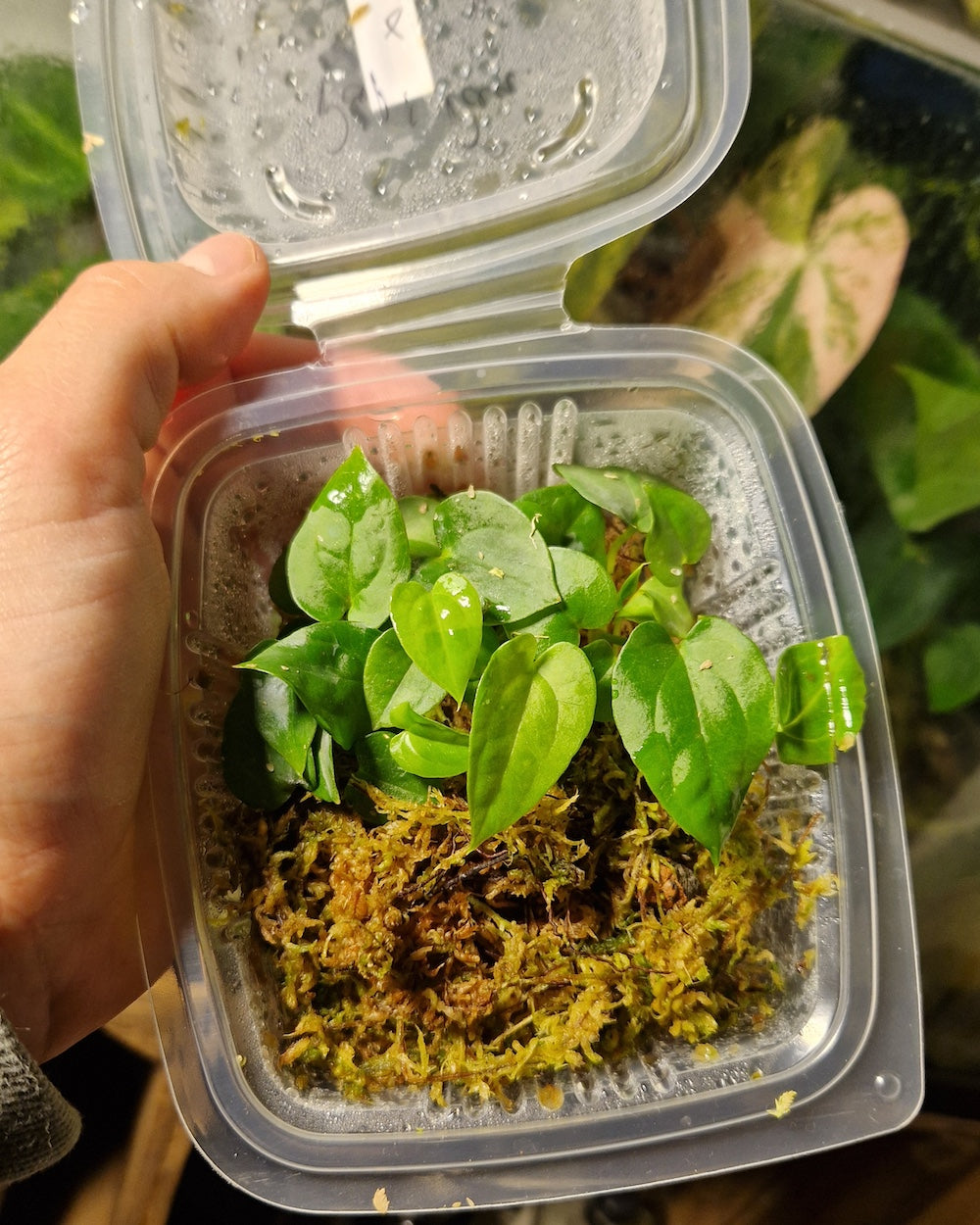 Anthurium dressleri T1 x papillilaminum Daniel