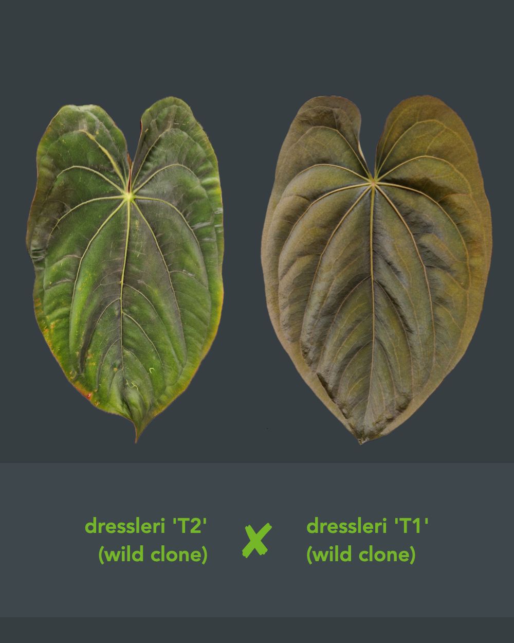 Anthurium dressleri T2 x T1