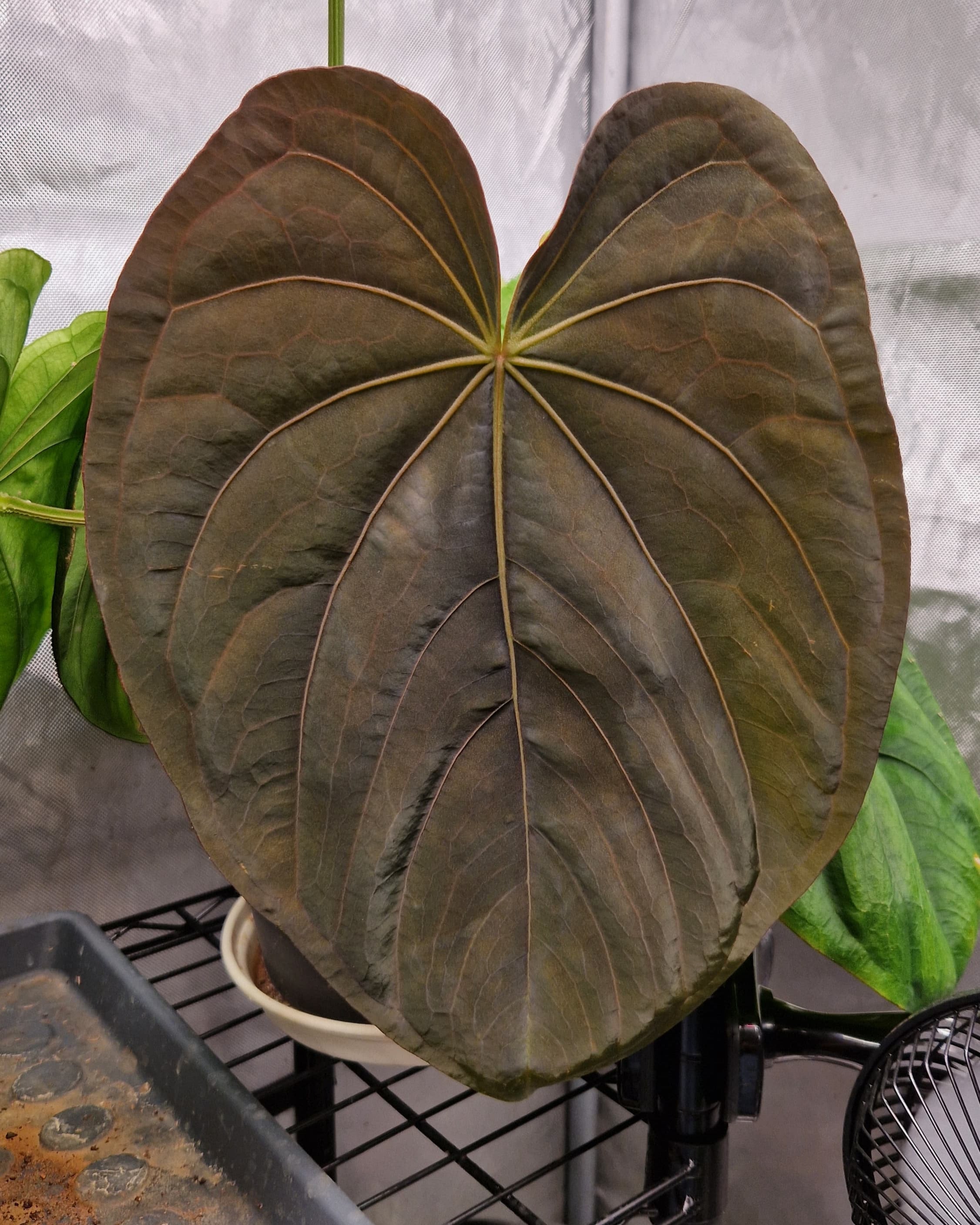 Anthurium dressleri T2 x T1