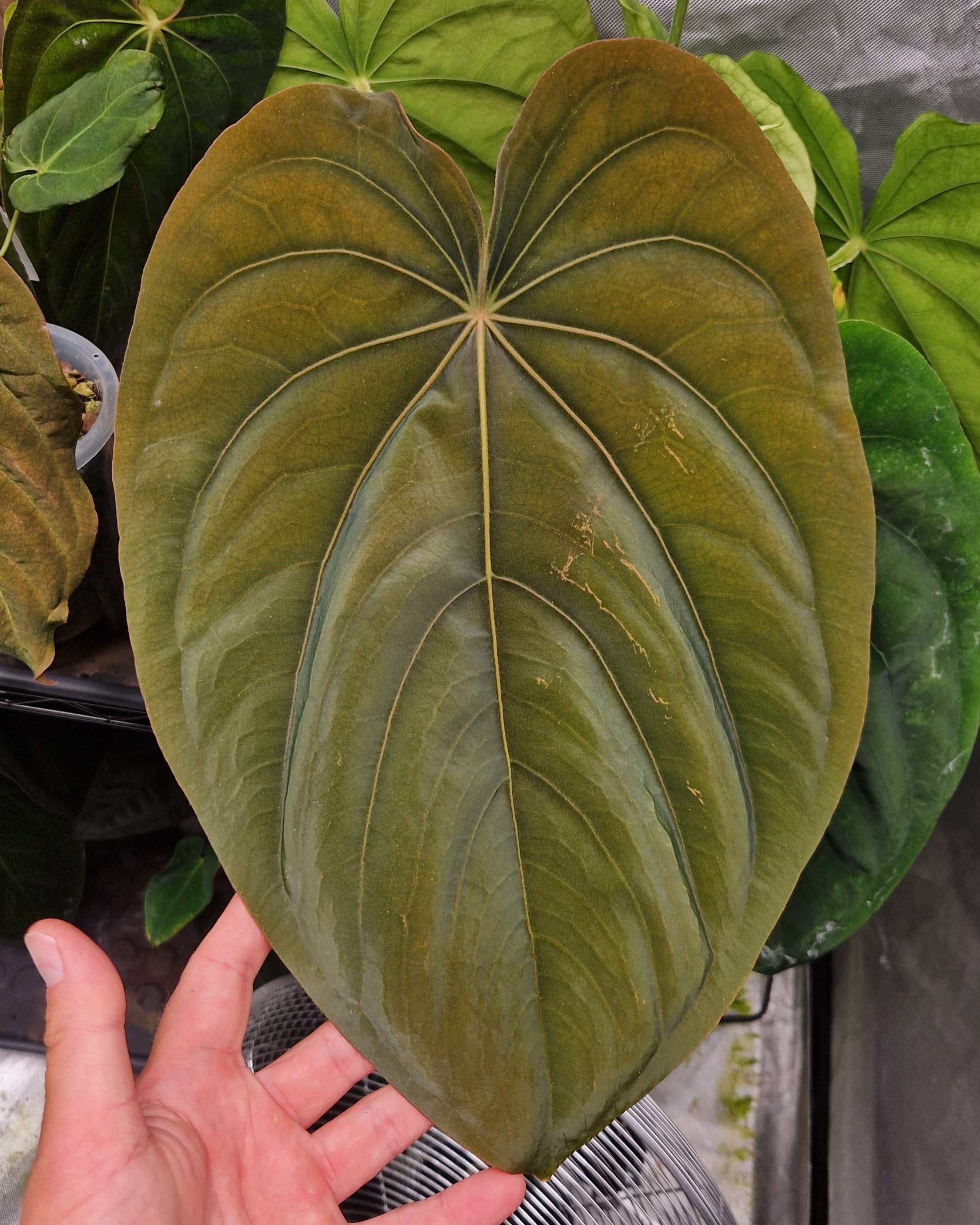 Anthurium dressleri T2 x T1