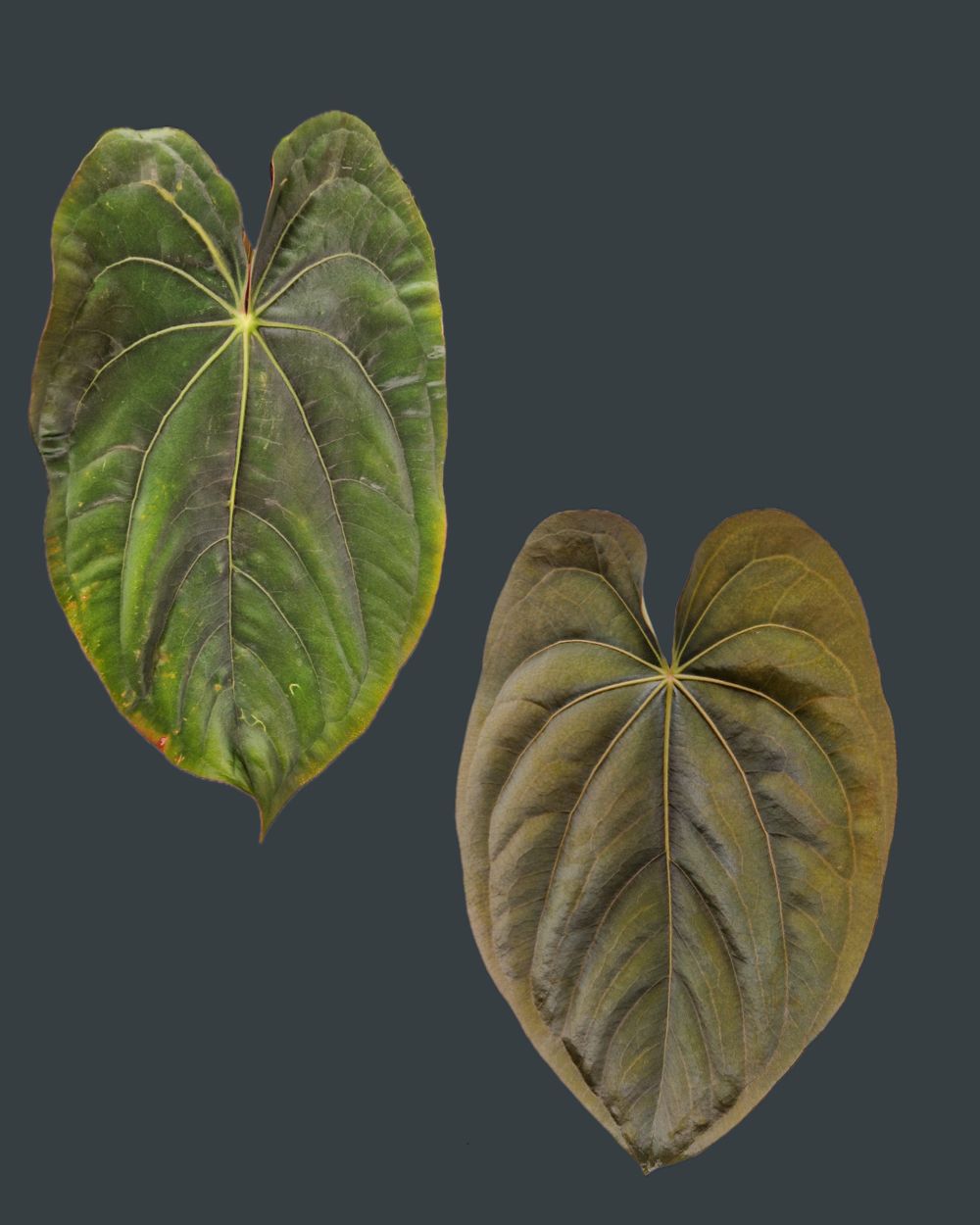 Anthurium dressleri T2 x T1