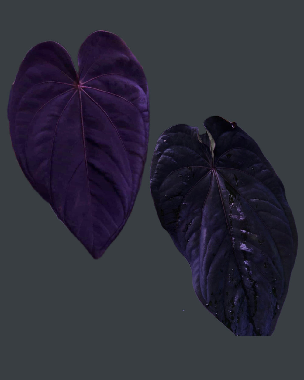 Anthurium Dressleri Black x F2 Dre