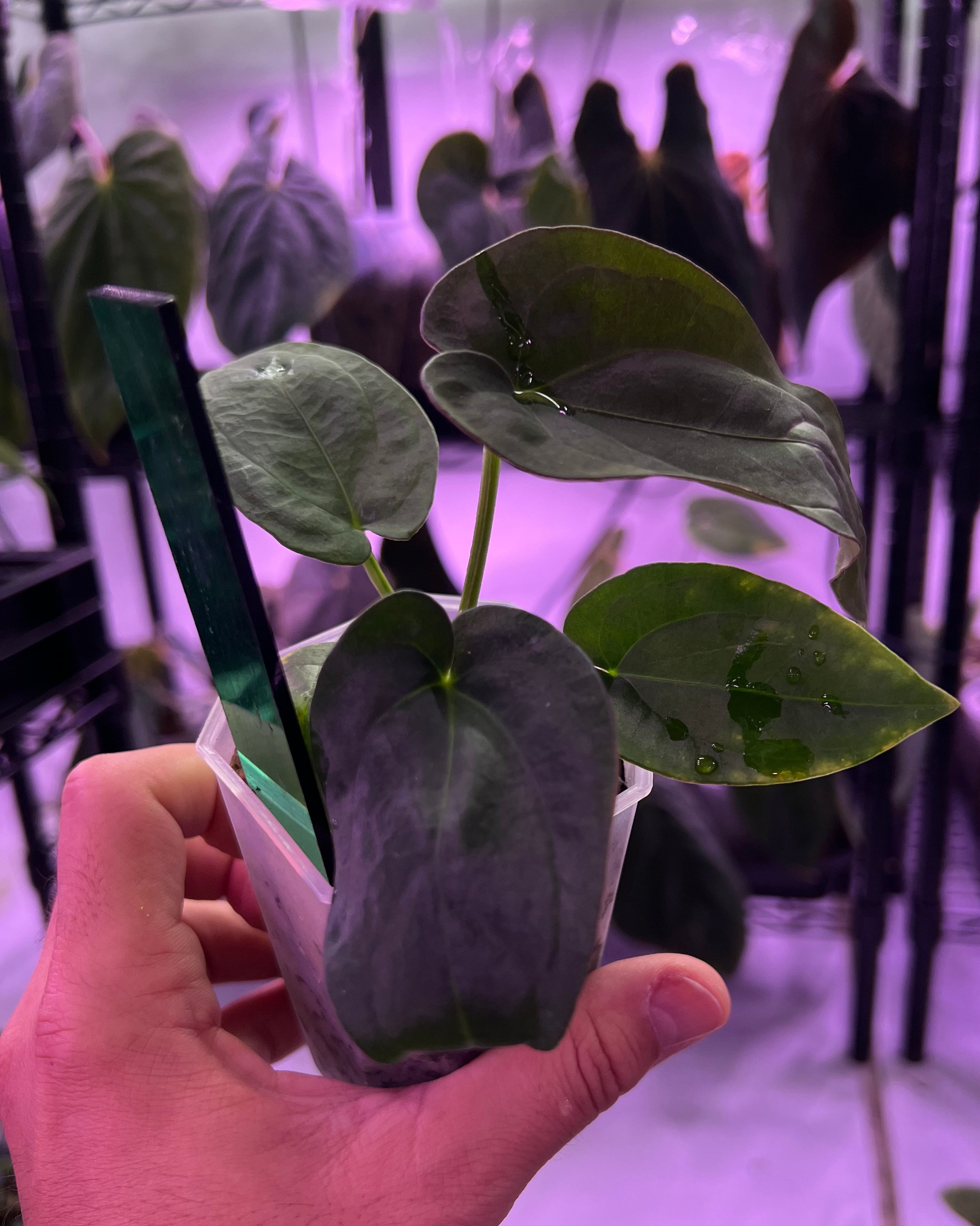 Anthurium Dressleri Black x F2 Dre