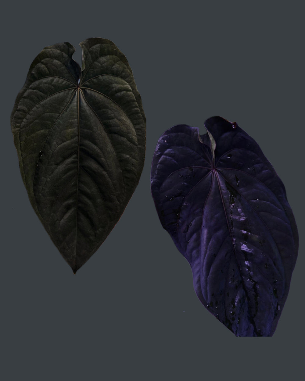 Anthurium dressleri F2 Dwane x F2 Dre