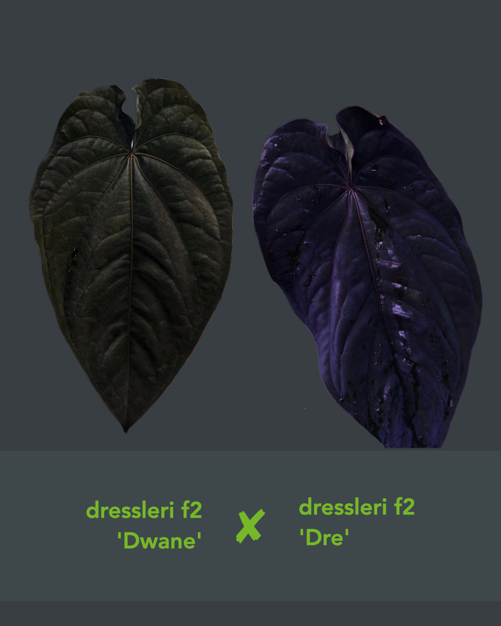 Anthurium dressleri F2 Dwane x F2 Dre