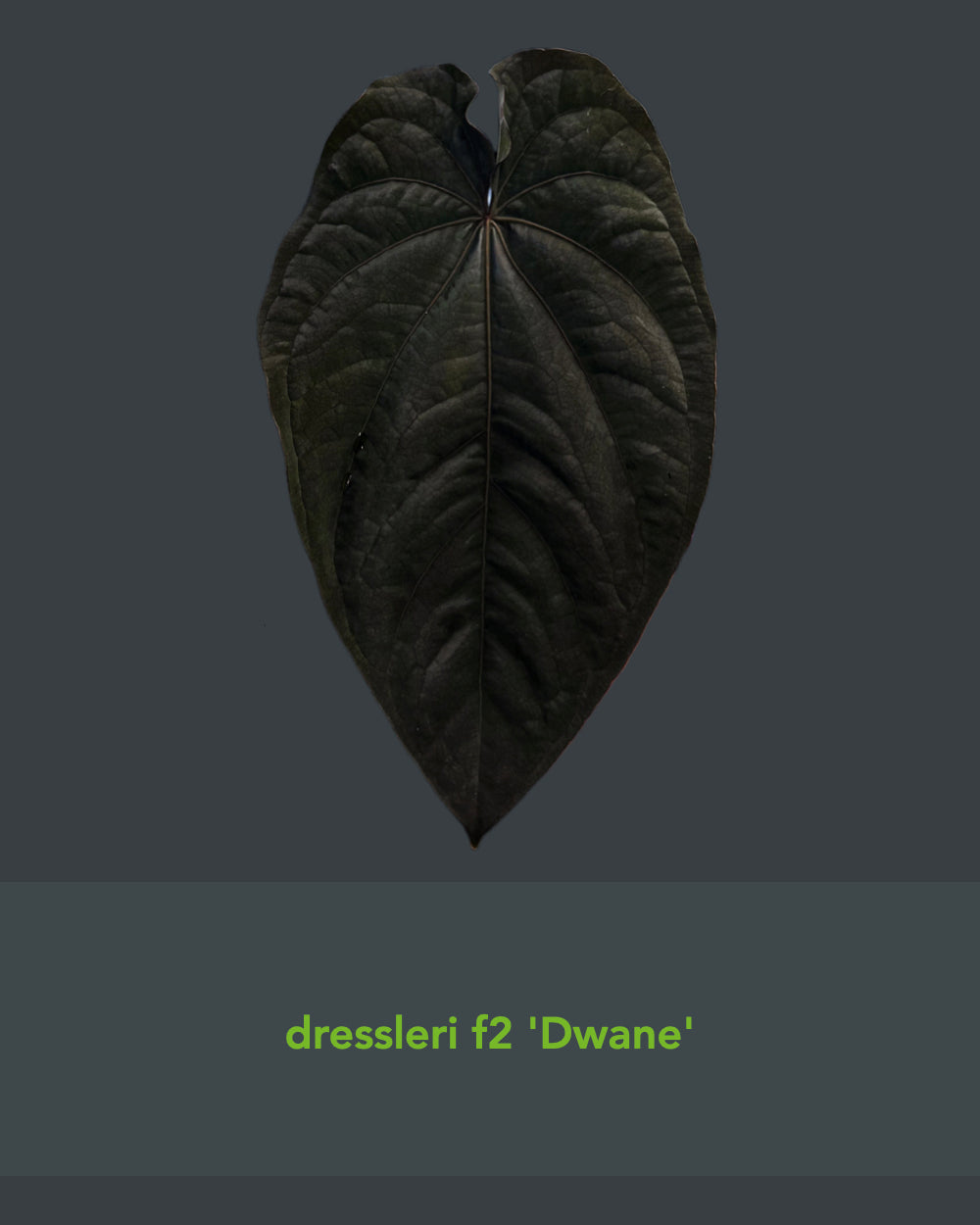 Anthurium dressleri F2 Dwane x F2 Dre